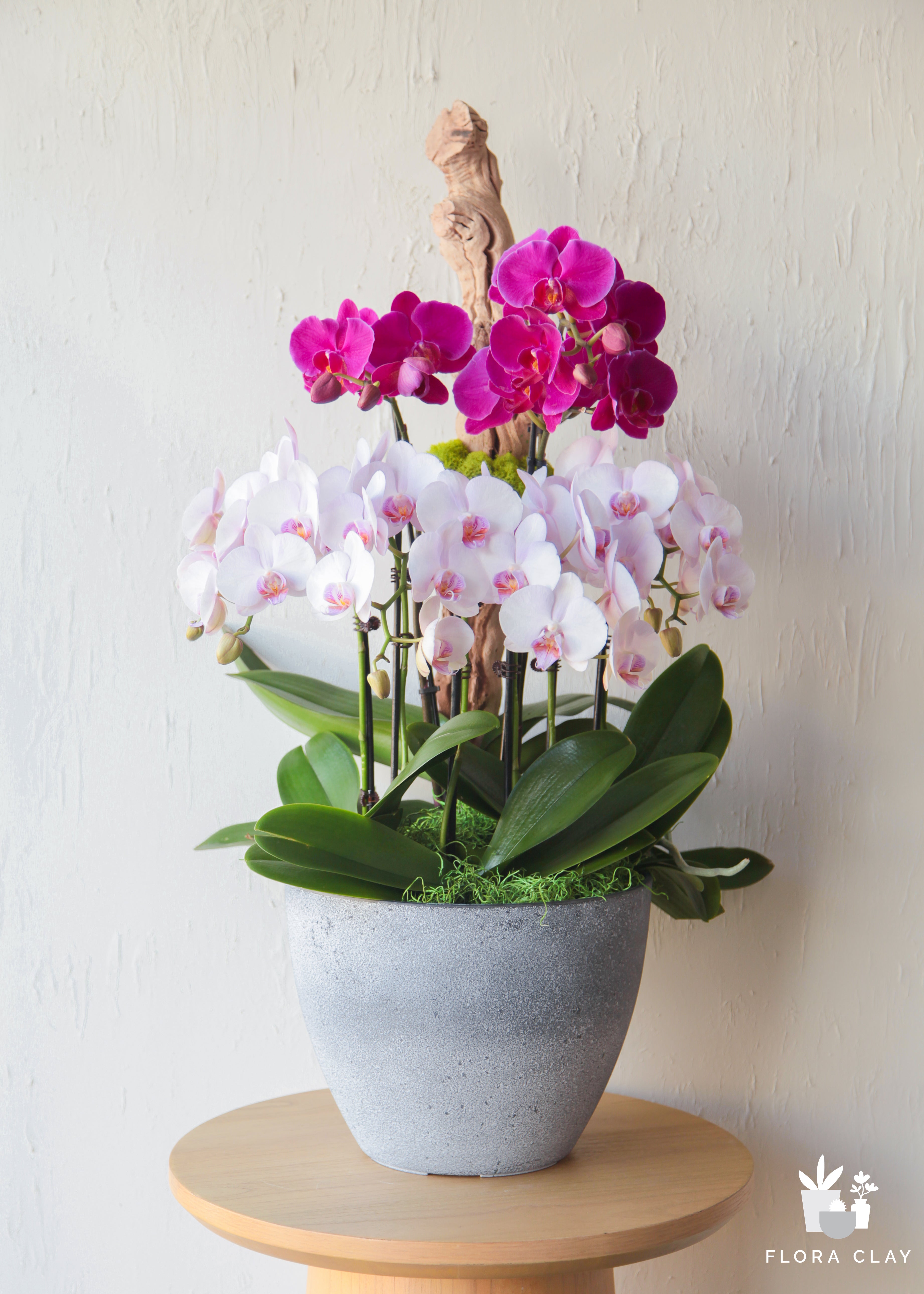 miss-flora-orchid-floraclay-1.jpg