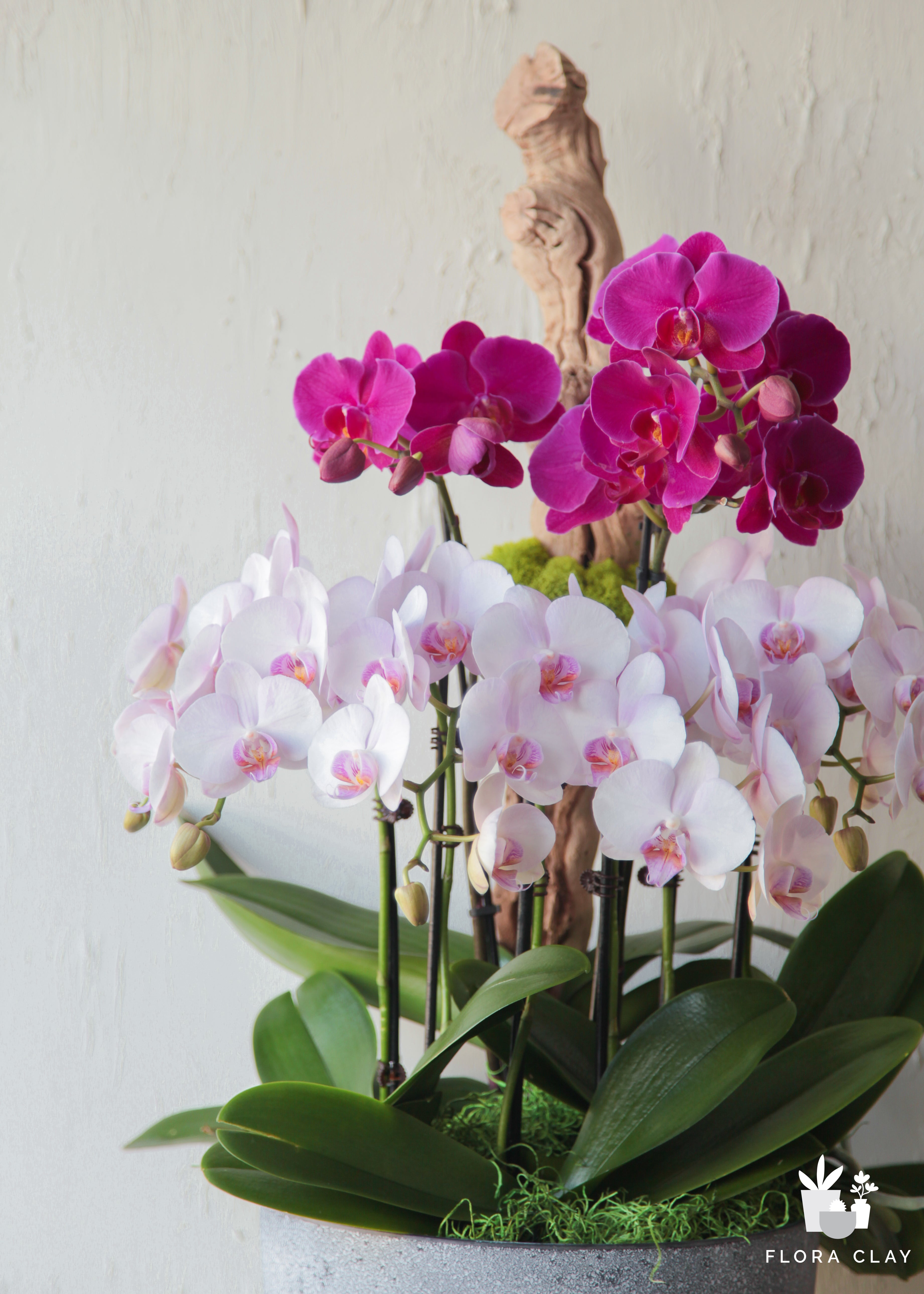 miss-flora-orchid-floraclay-2.jpg