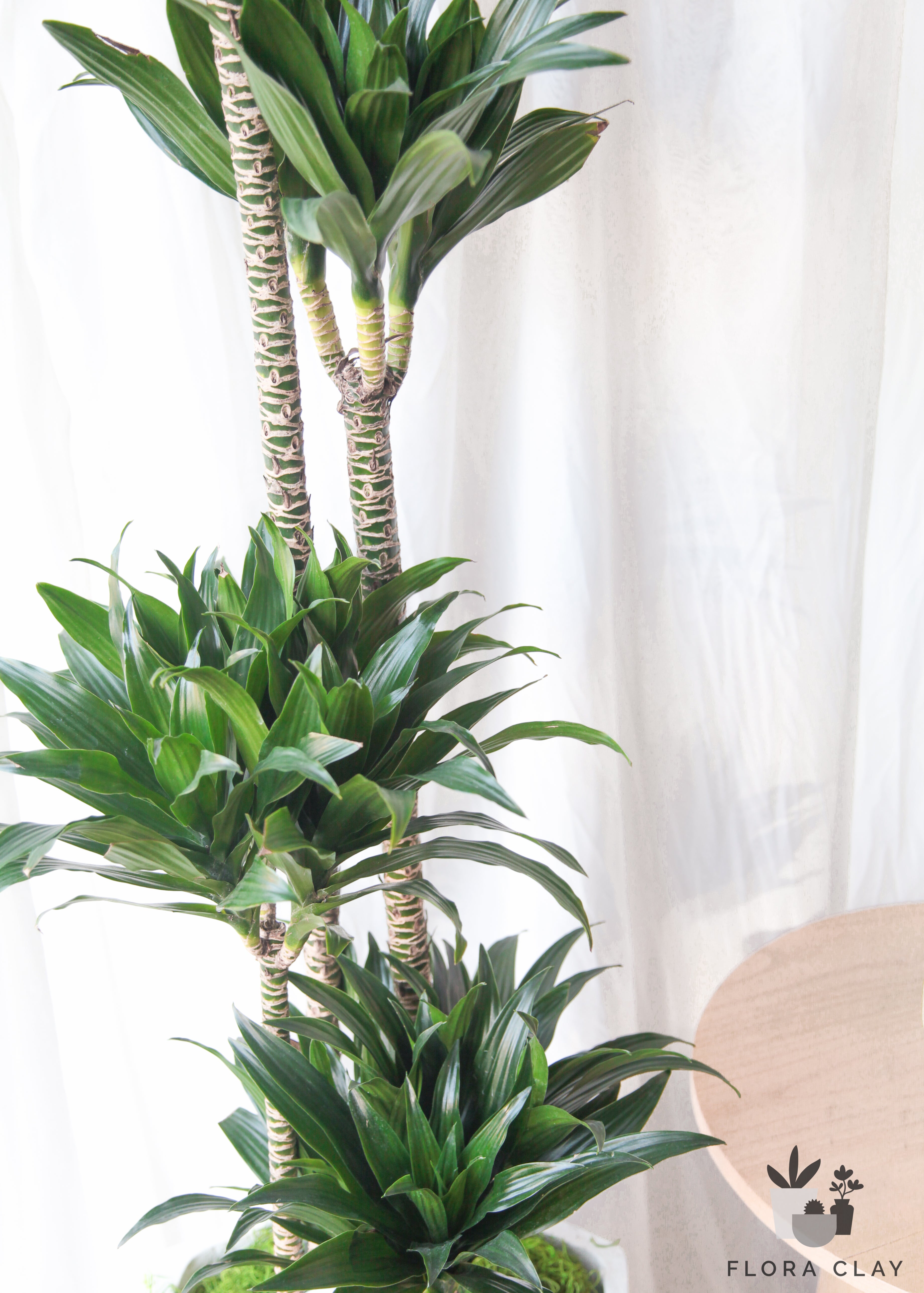 miss-janet-plant-floraclay-5.jpg