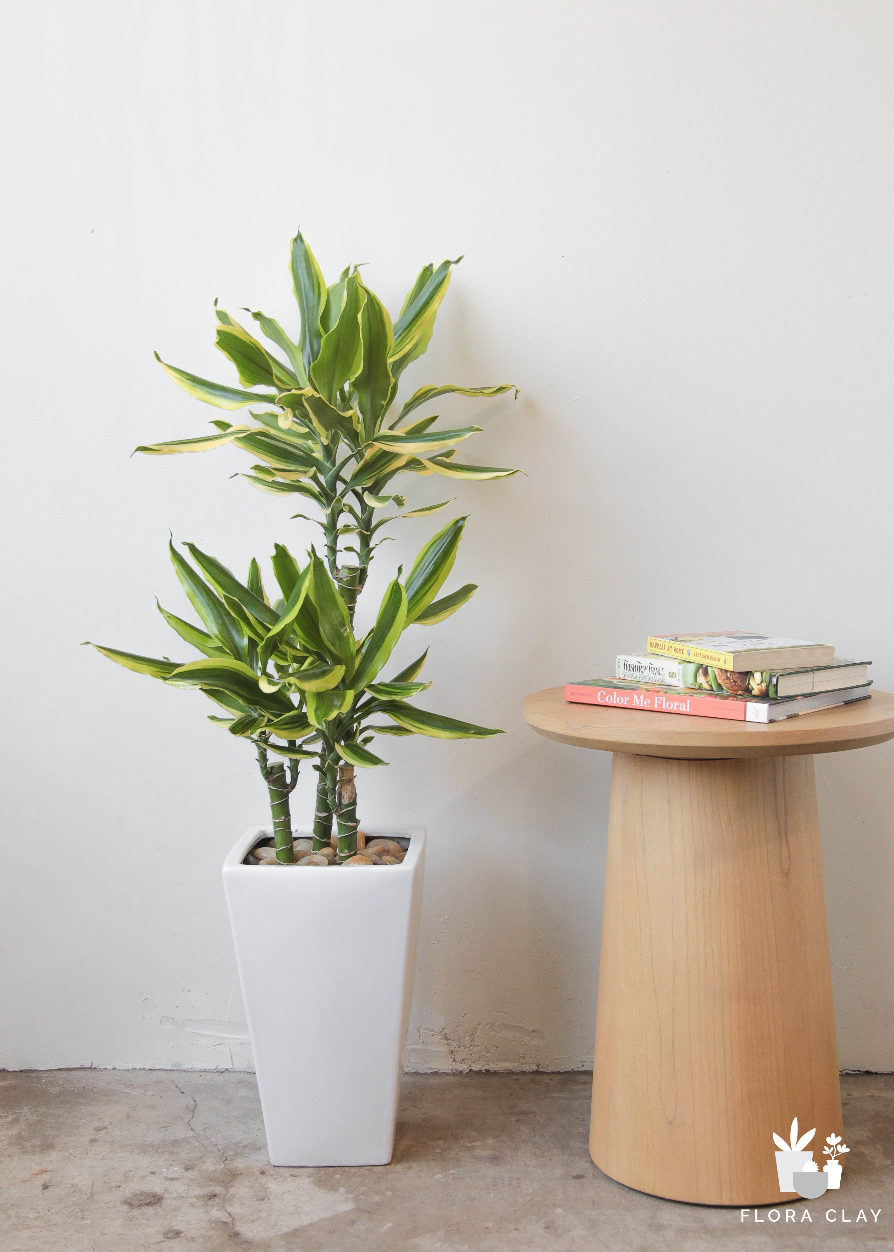 miss-lemon-plant-arrangement-floraclay-1.jpg