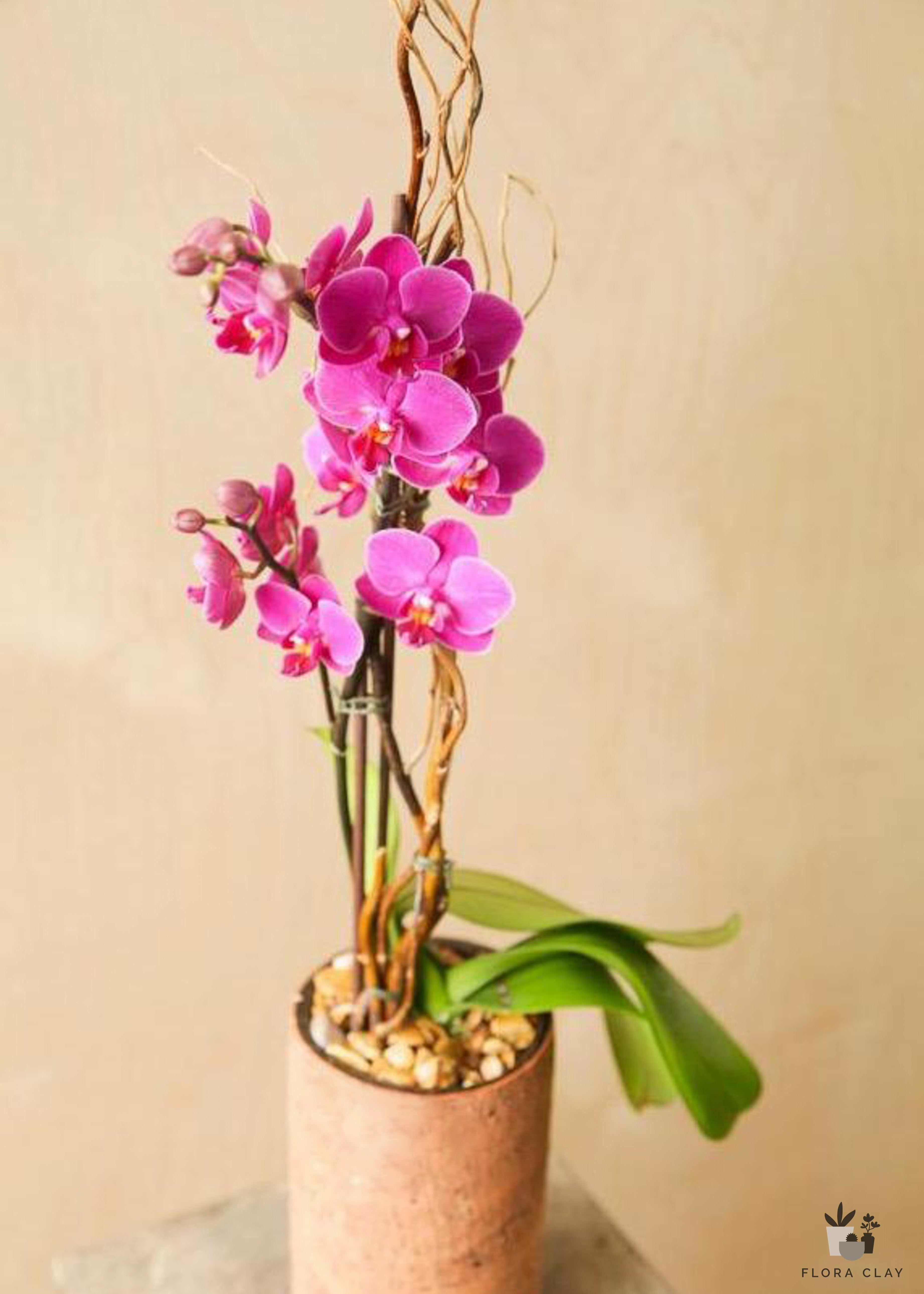 model-orchid-arrangement-floraclay-2.jpg