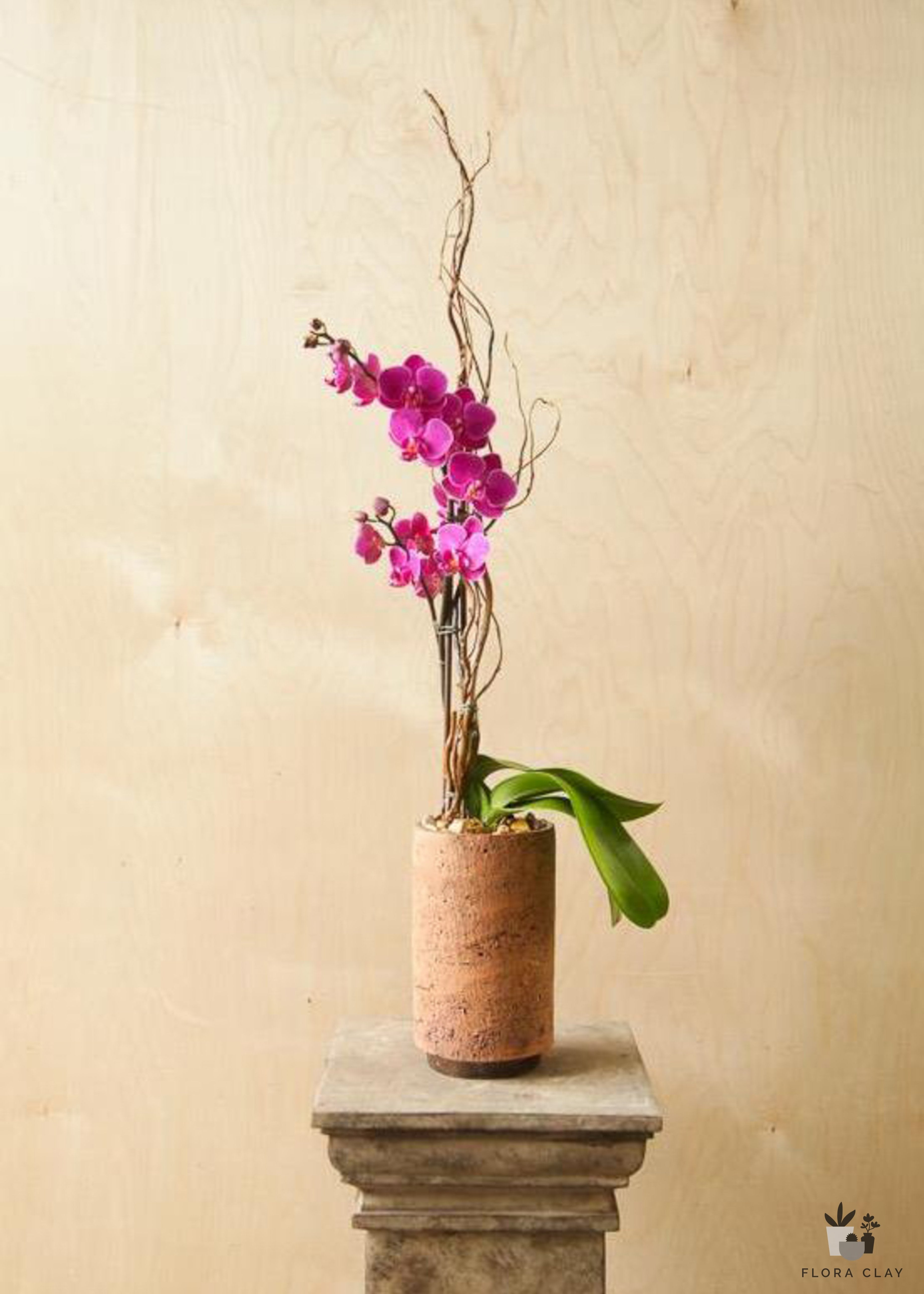 model-orchid-arrangement-floraclay-3.jpg