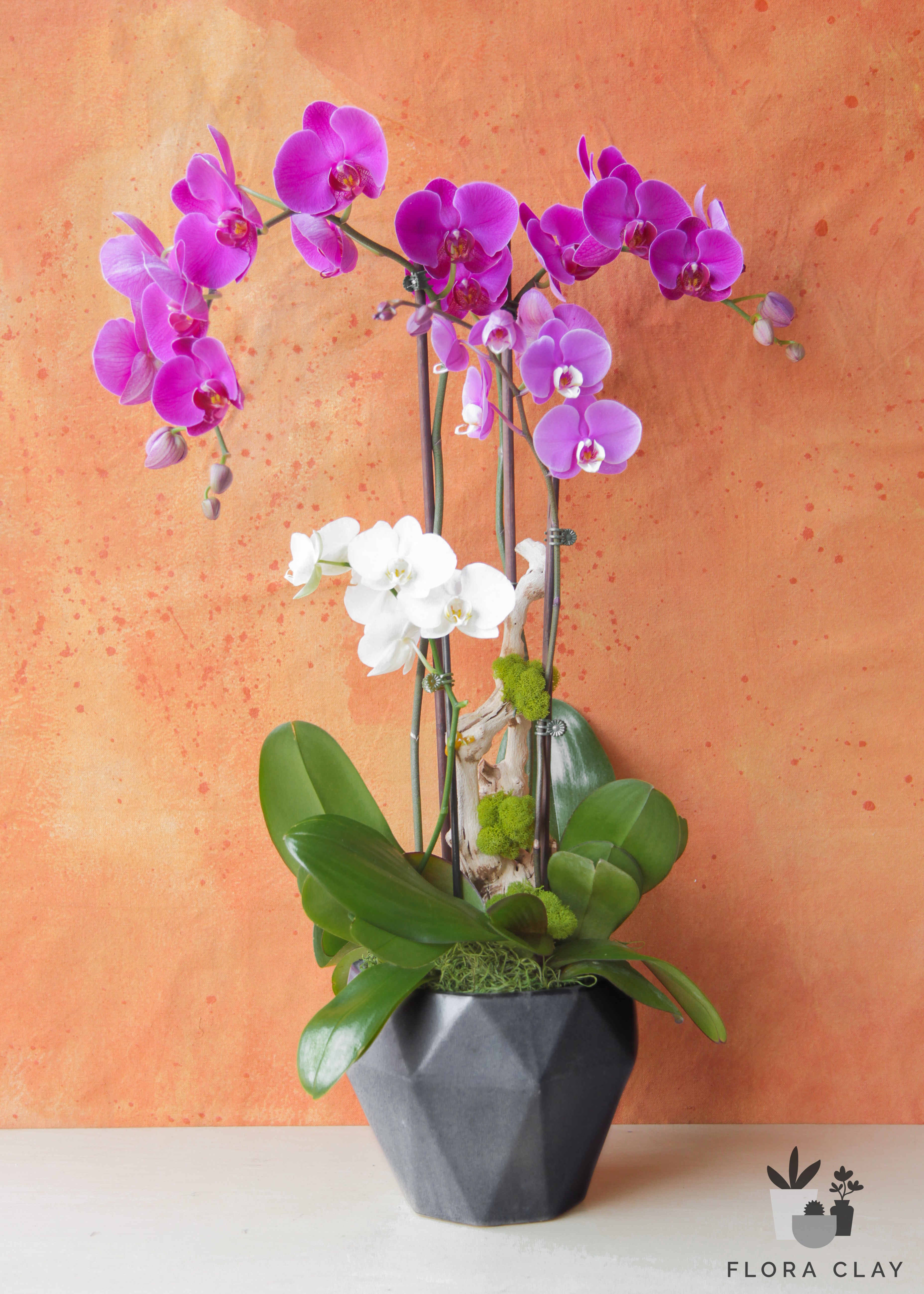 mon-ami-orchid-arrangement-floraclay-1.jpg