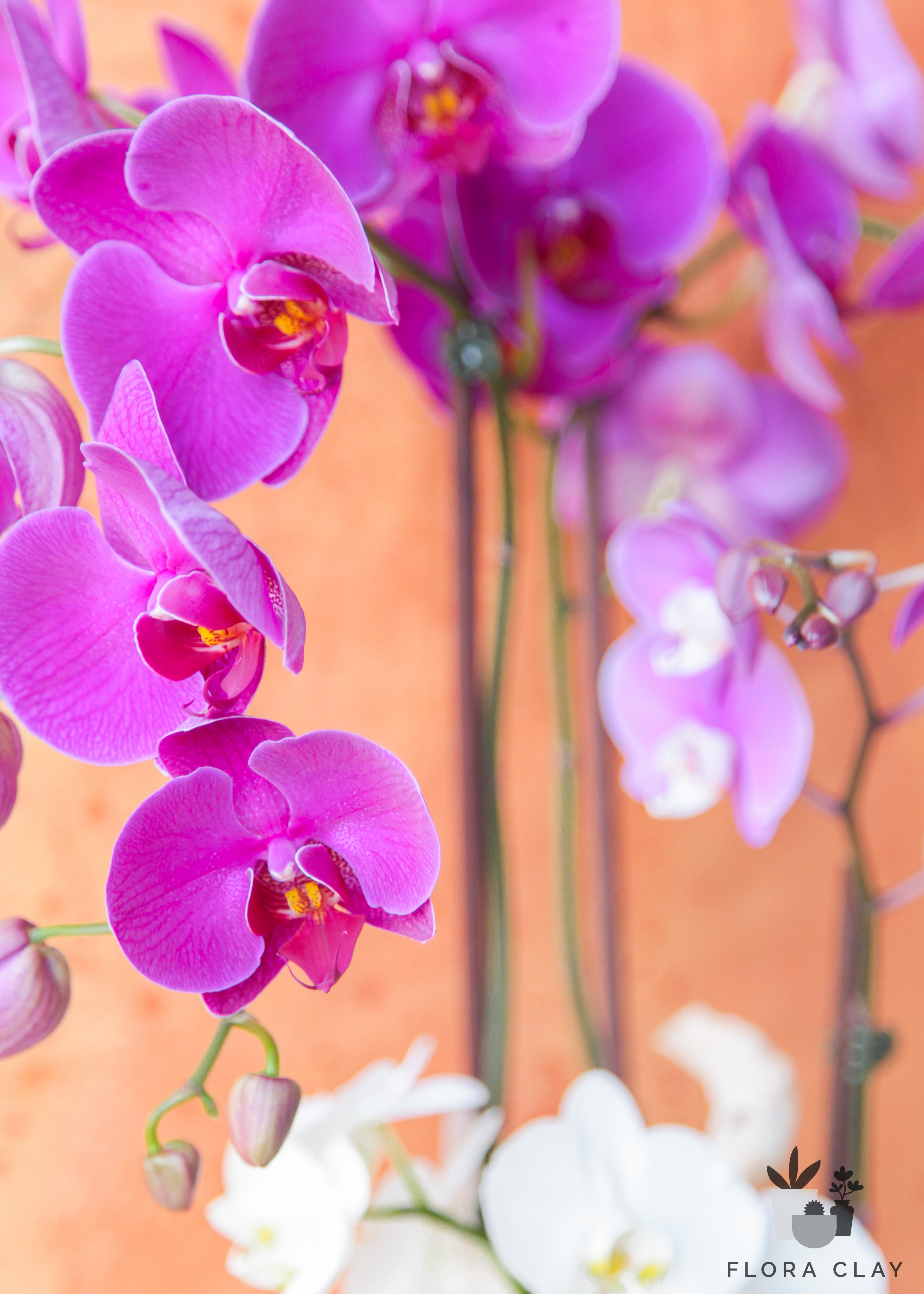 mon-ami-orchid-arrangement-floraclay-3.jpg