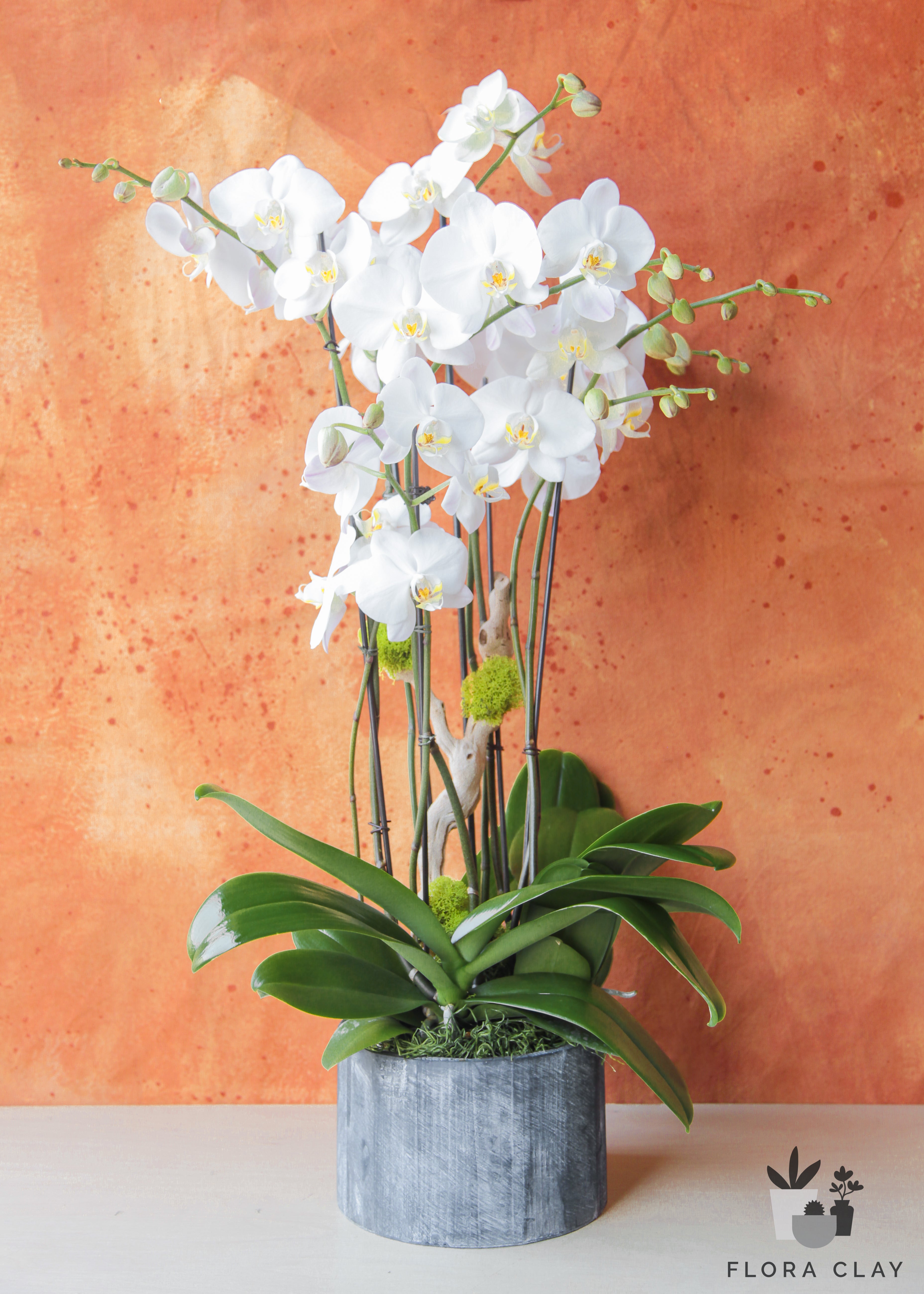 monet-orchid-arrangement-floraclay-1.jpg