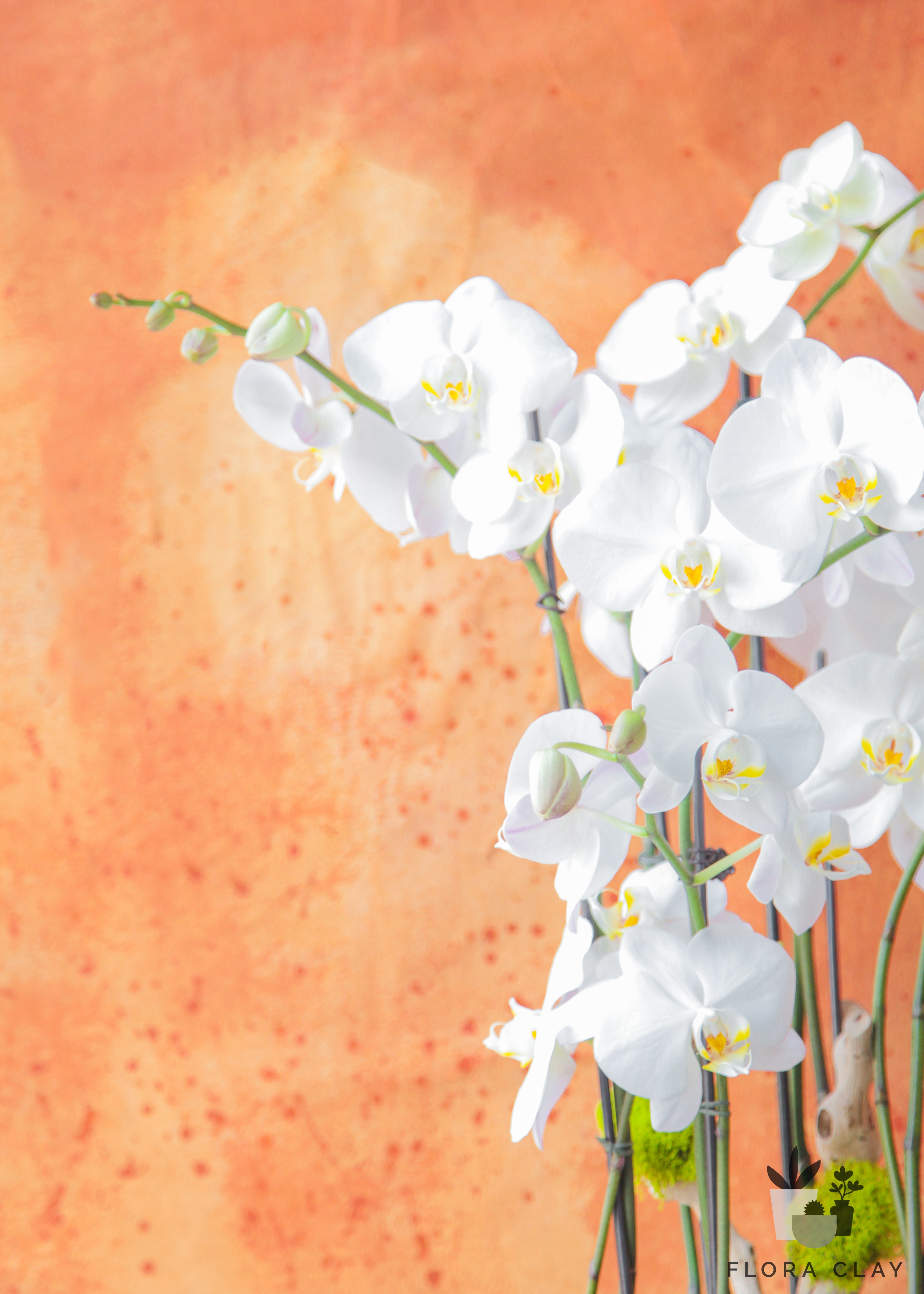 monet-orchid-arrangement-floraclay-3.jpg