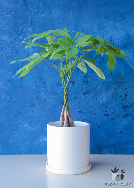 money tree plant in bathroom Money Tree in White Ceramic
