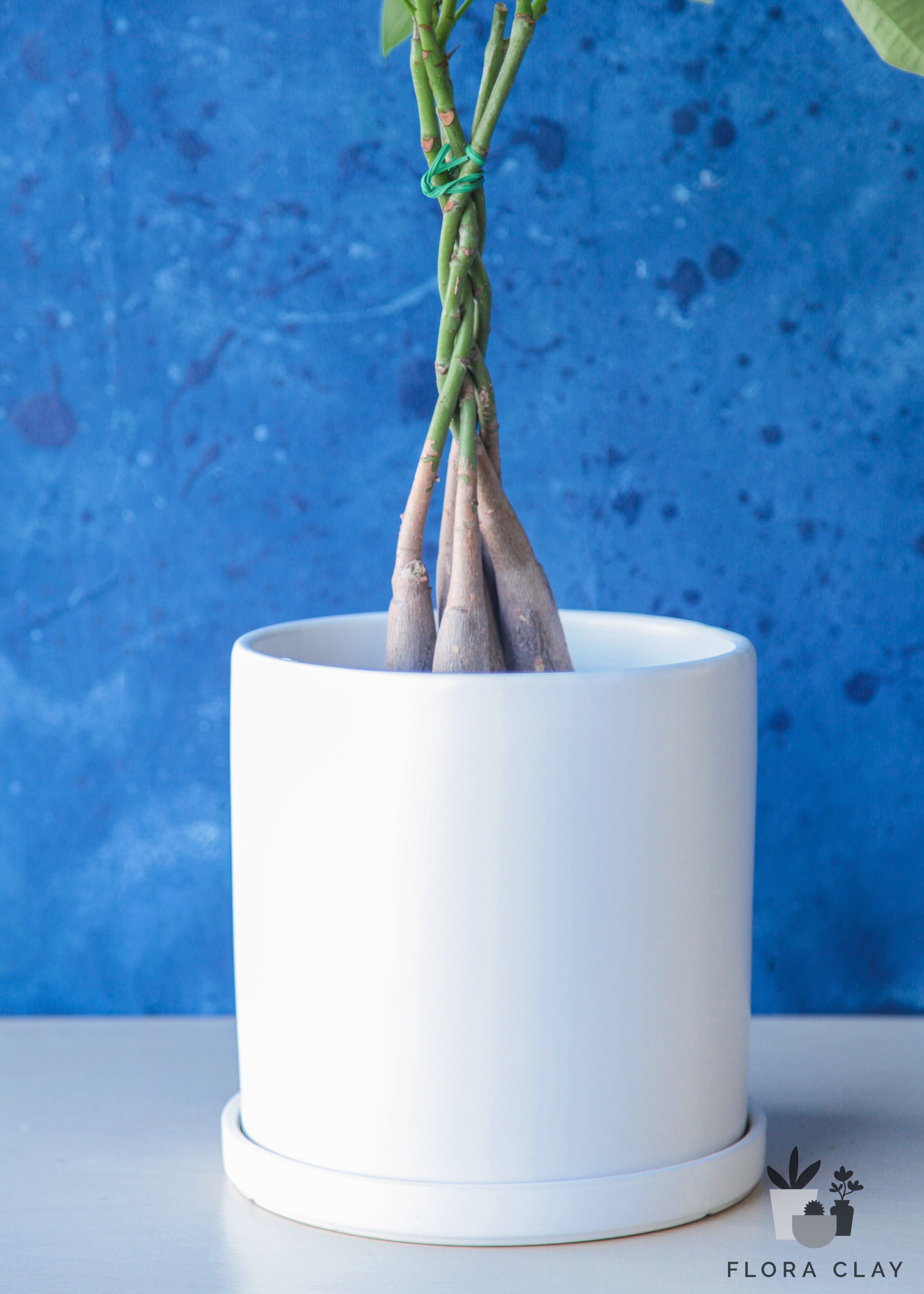 pot for money tree Money Tree in White Ceramic