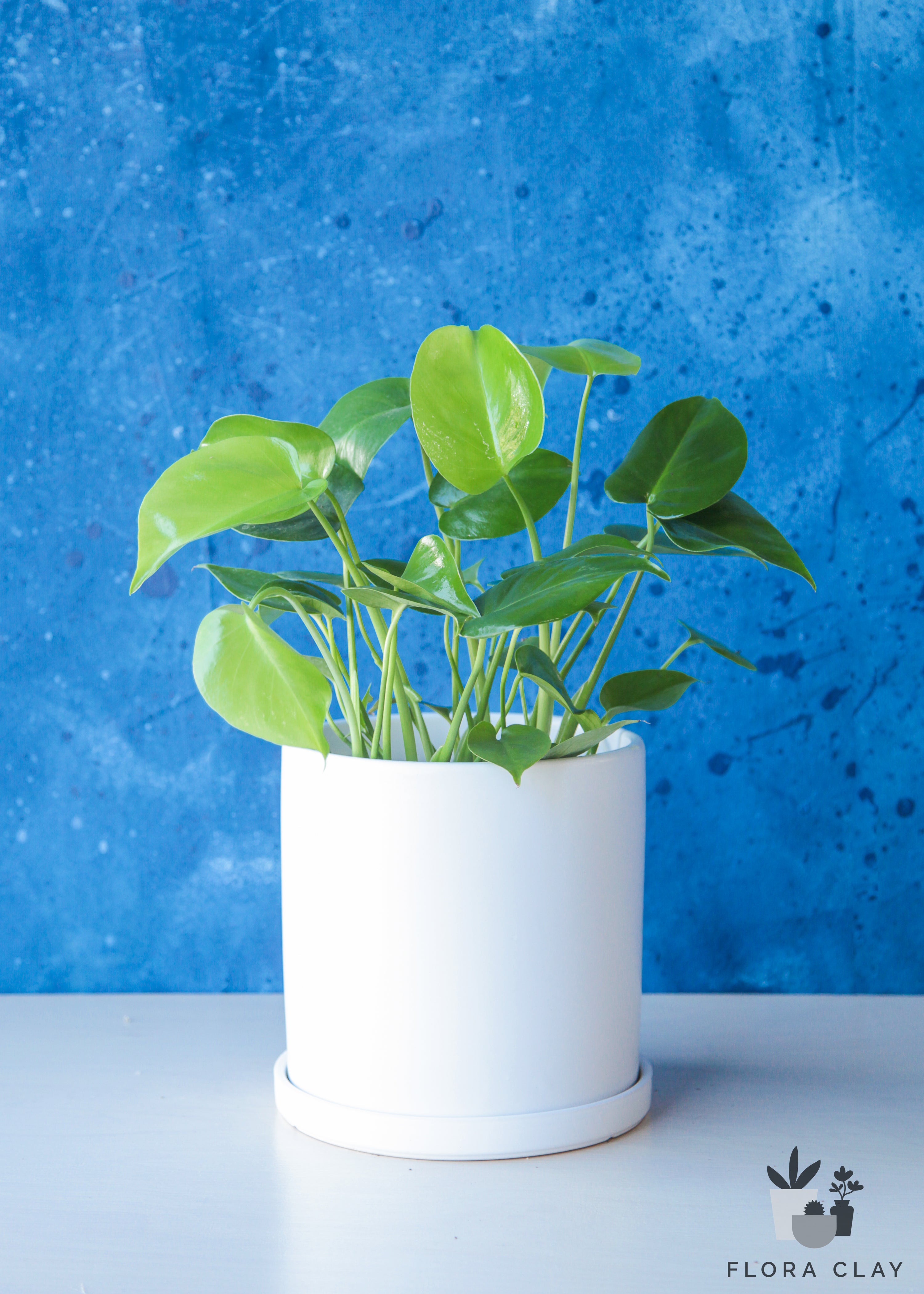 Monstera in White Ceramic