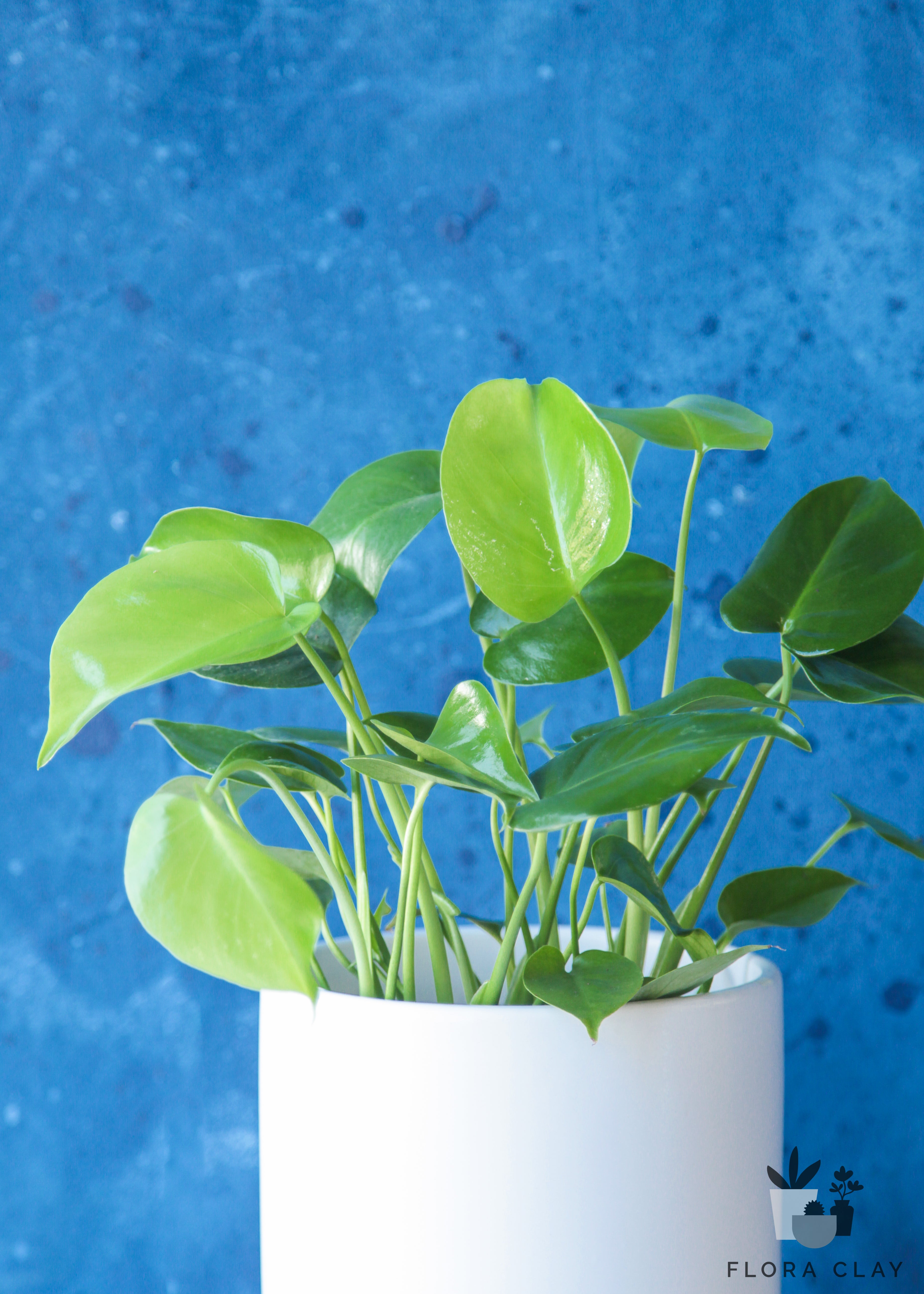 monstera-white-ceramic-plant-arrangement-floraclay-2.jpg