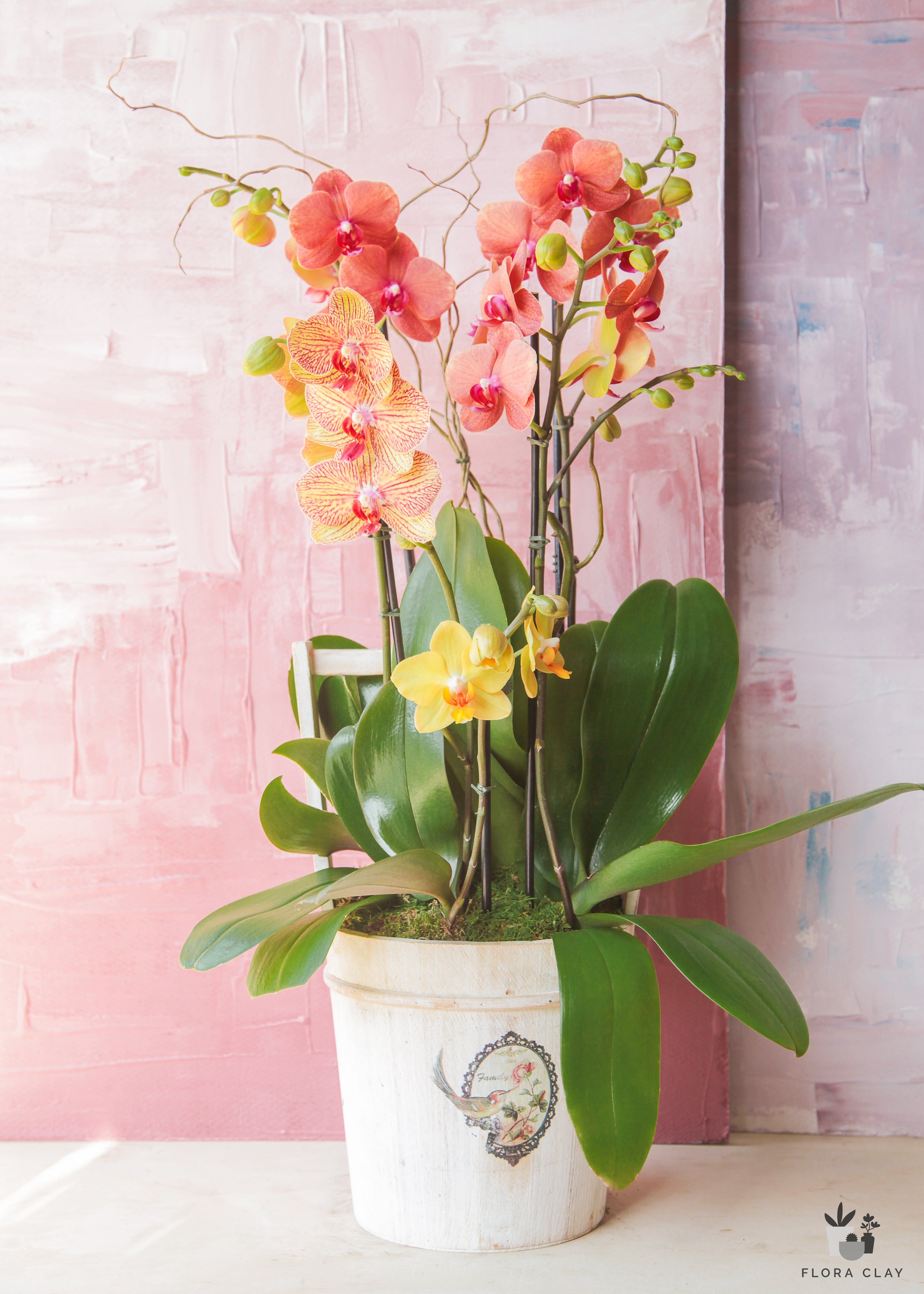 mothers-day-orchid-arrangement-floraclay-1.jpg