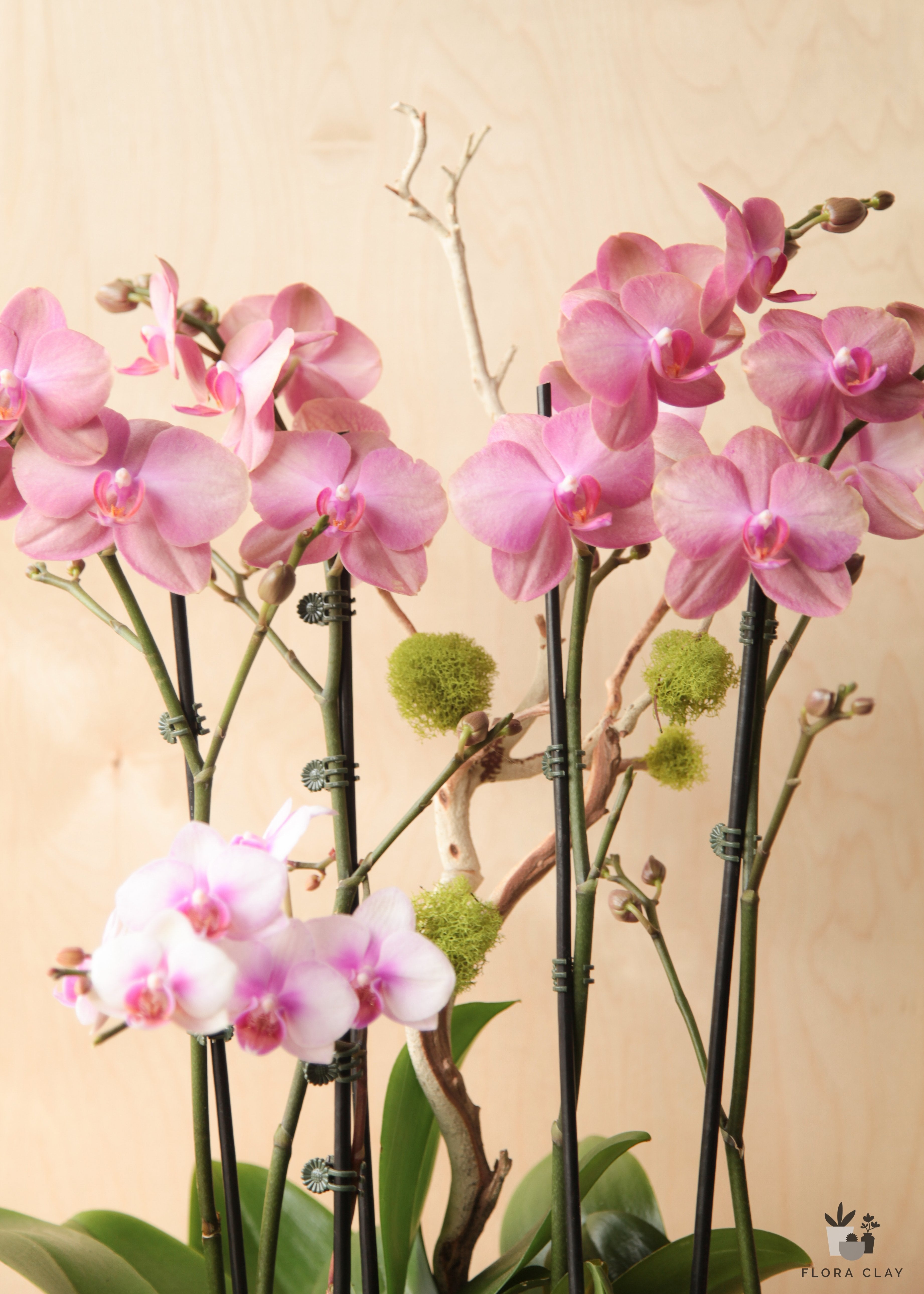 musical-orchid-arrangement-floraclay-1.jpg