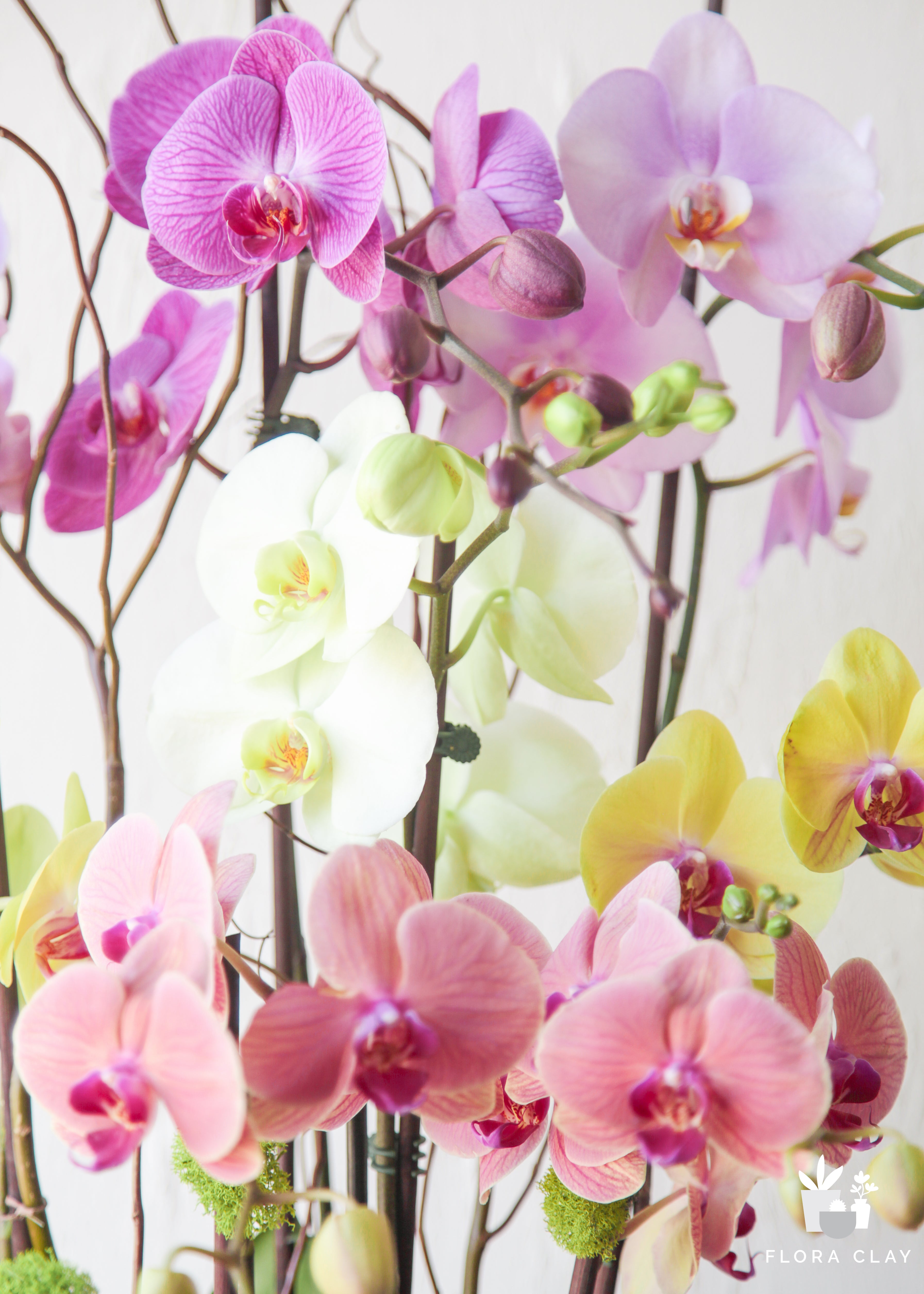 my-world-orchid-arrangement-floraclay-5_3b0e7d76-03fc-4f07-b47d-d29d75872096.jpg