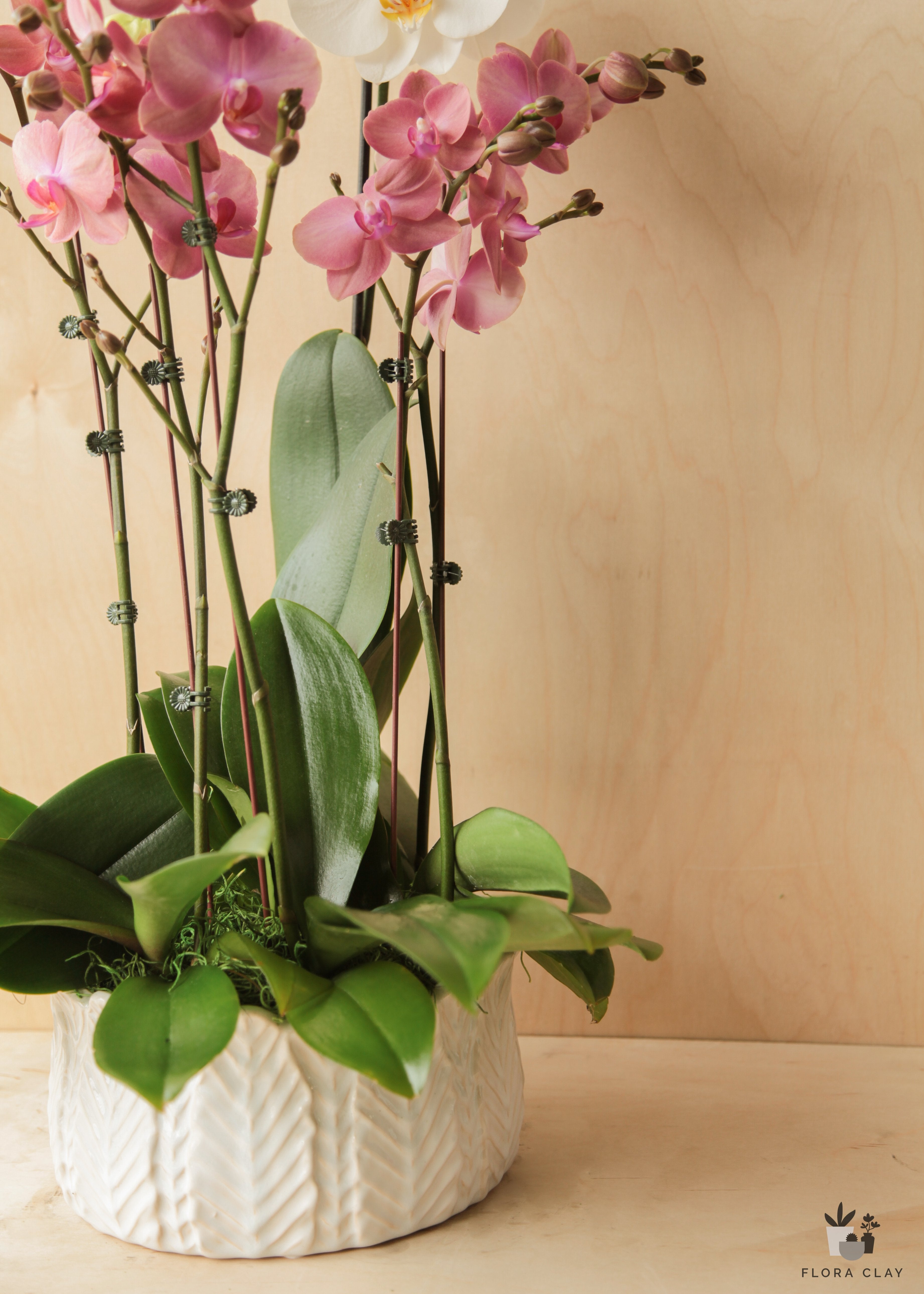 opera-orchid-arrangement-floraclay-1.jpg