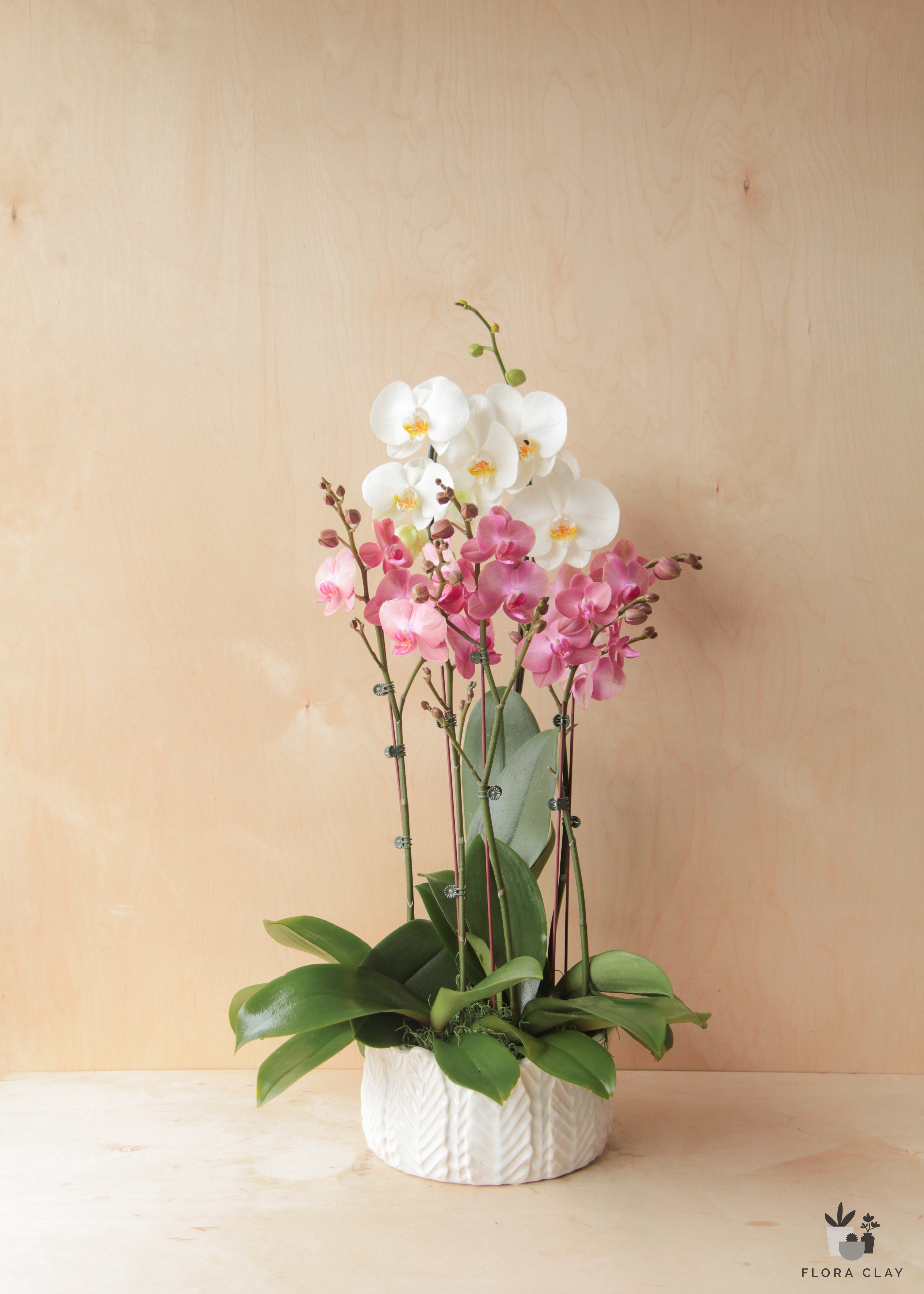 opera-orchid-arrangement-floraclay-3.jpg