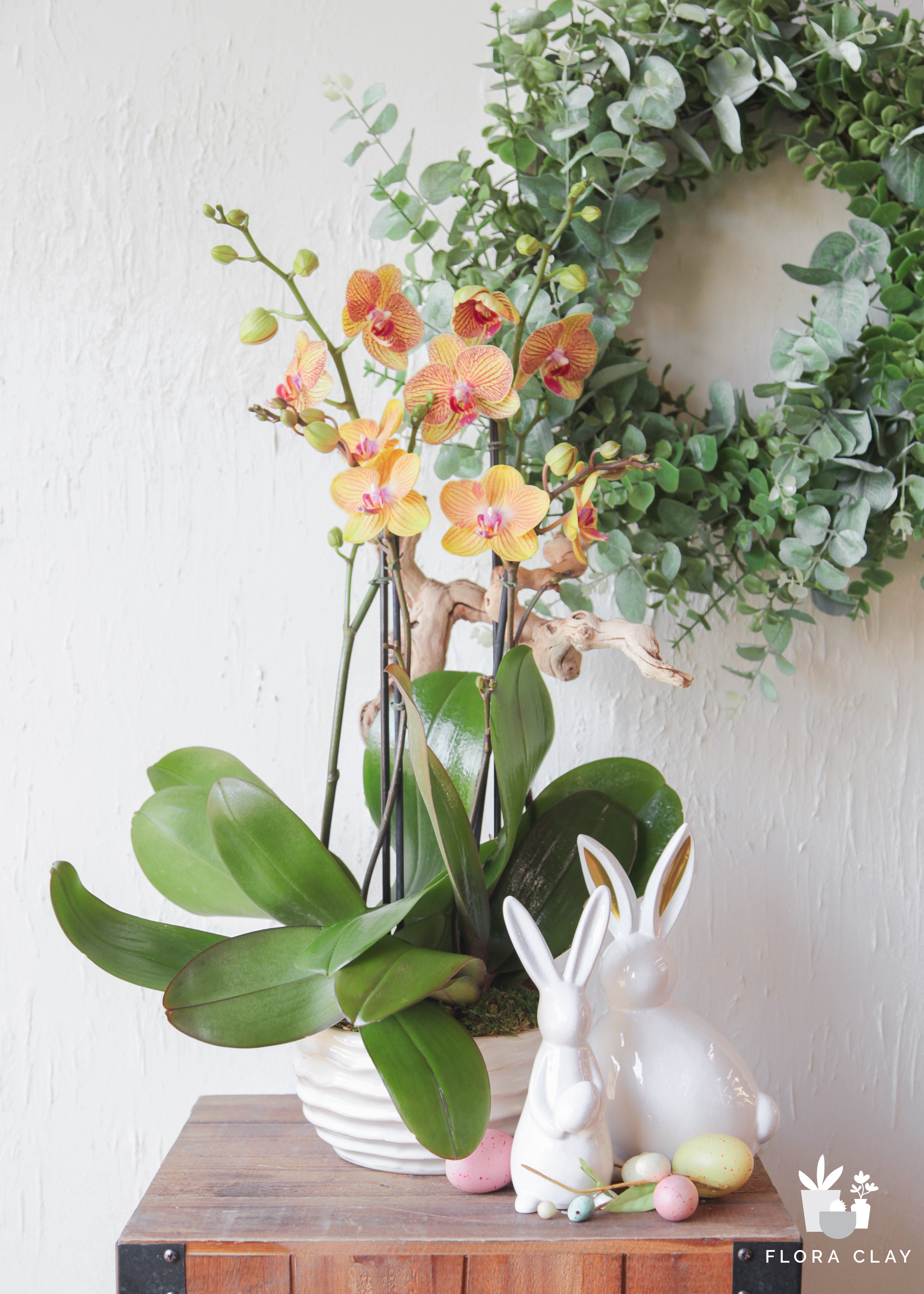 optimist-orchid-floraclay-1.jpg