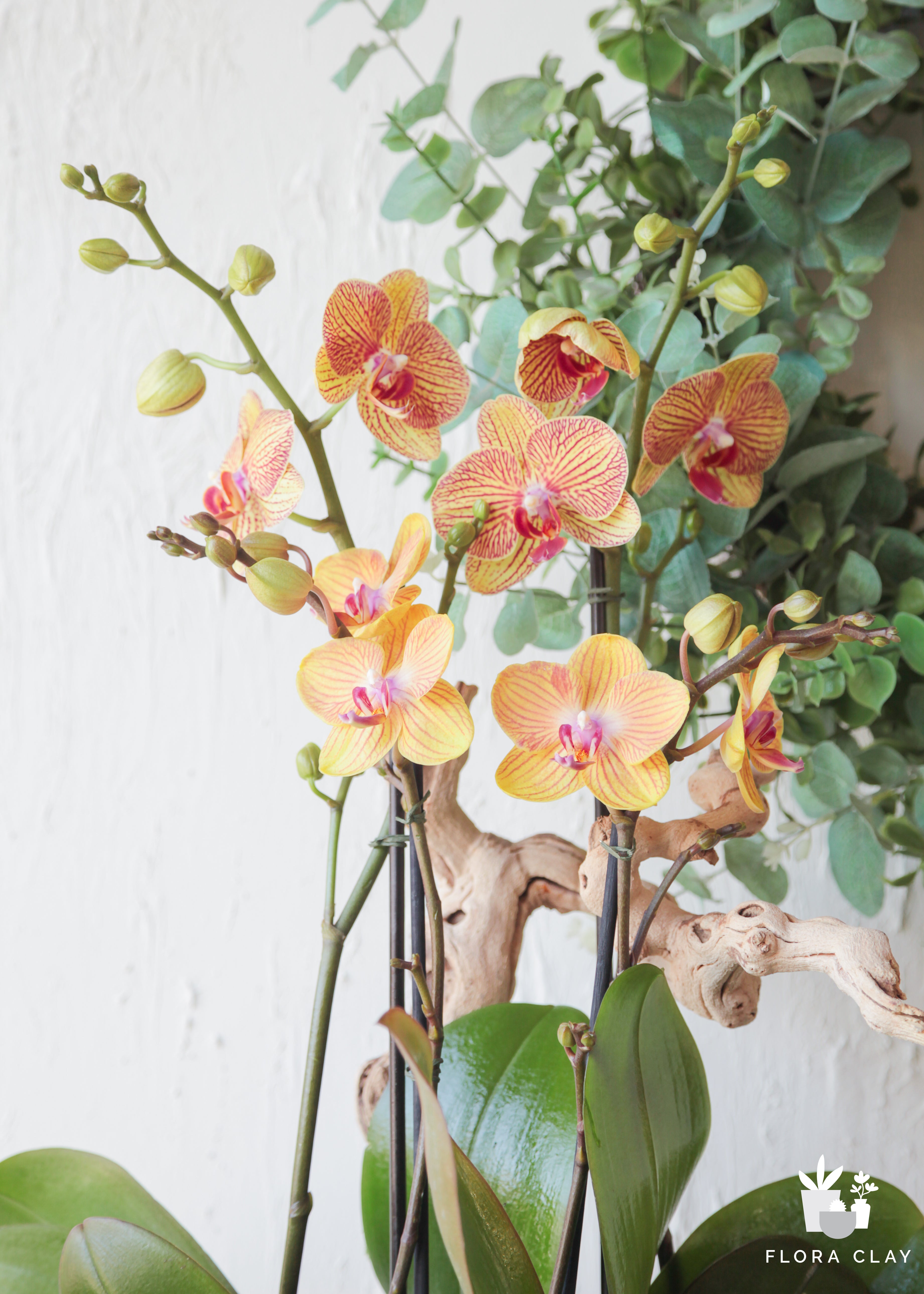 optimist-orchid-floraclay-2.jpg