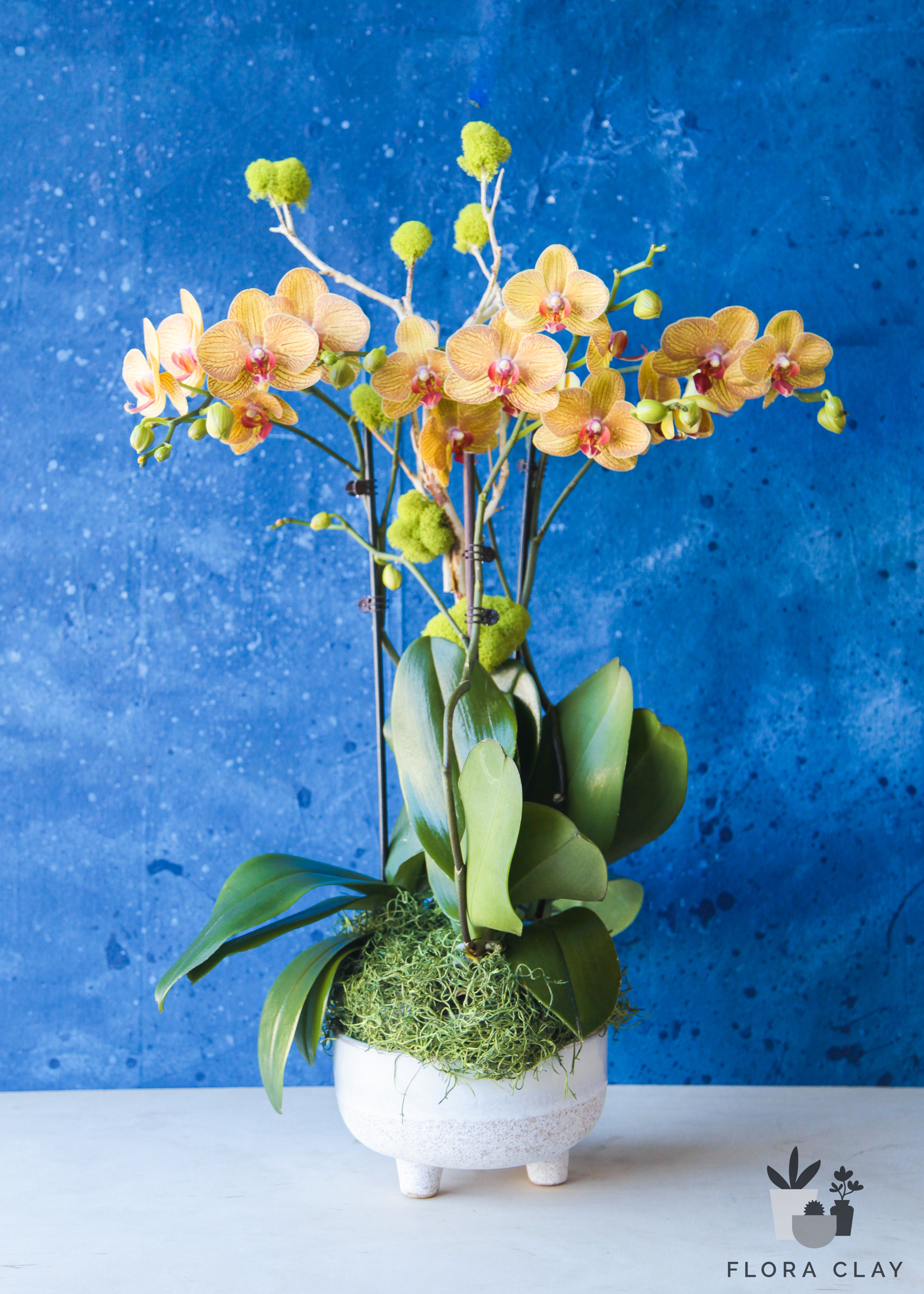 orange-grove-orchid-arrangement-floraclay-1.jpg