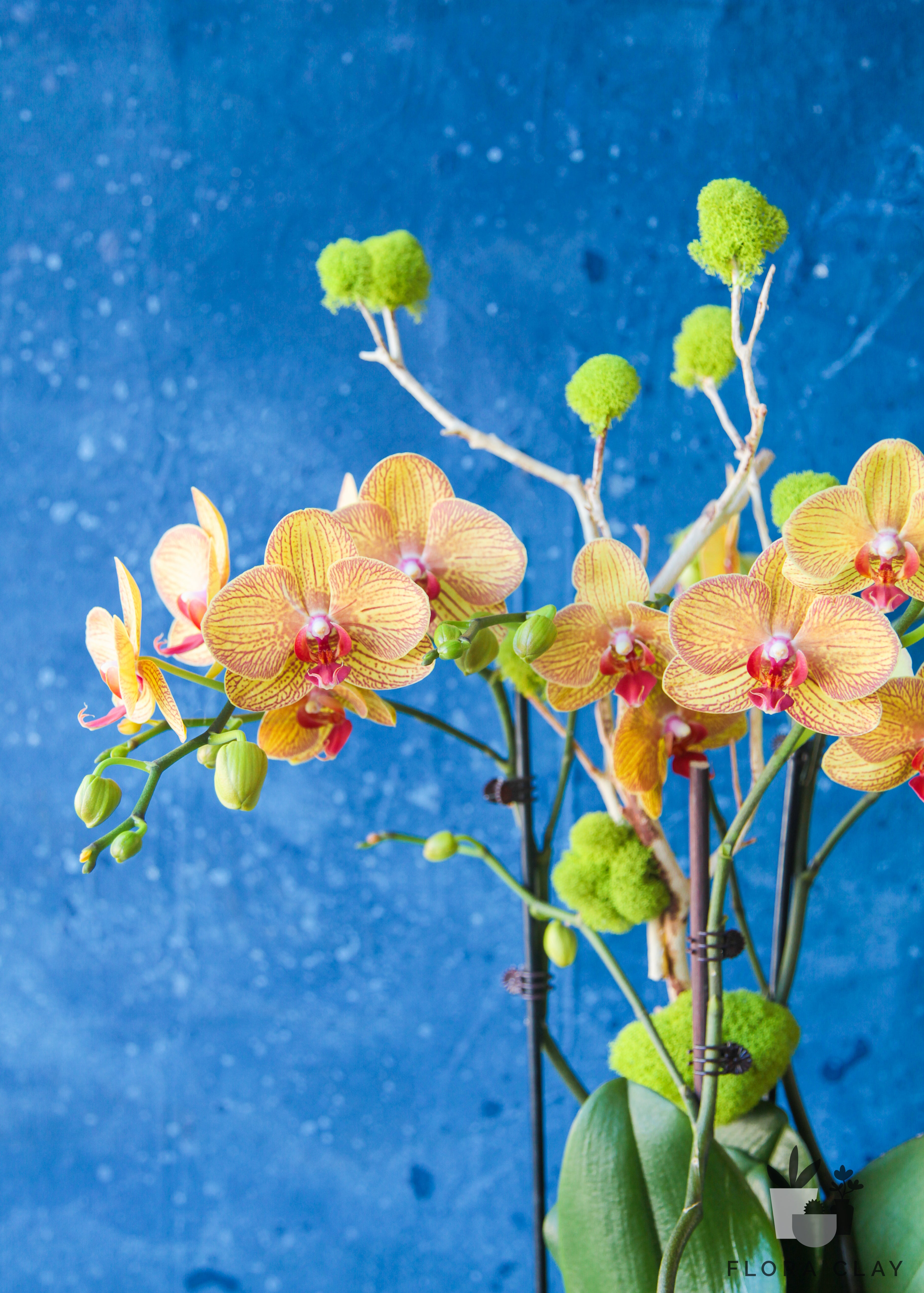 orange-grove-orchid-arrangement-floraclay-2.jpg