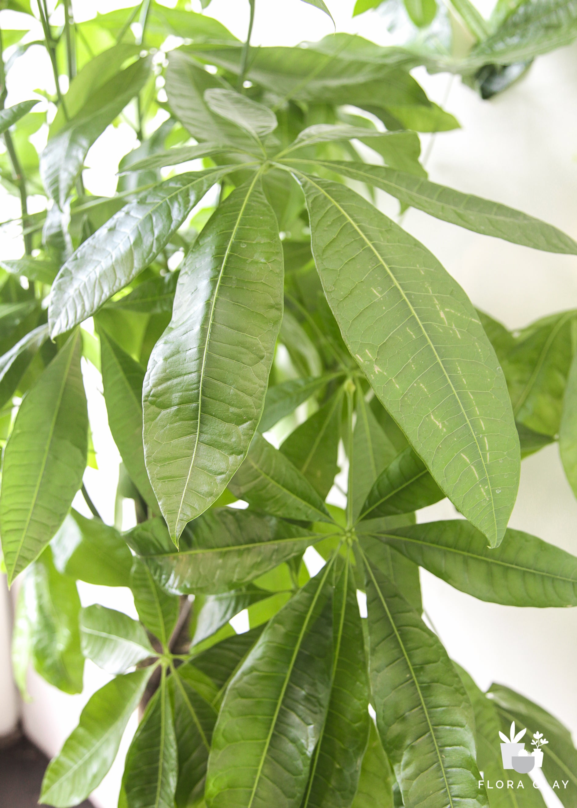 money tree leaves translucent Large Pachira