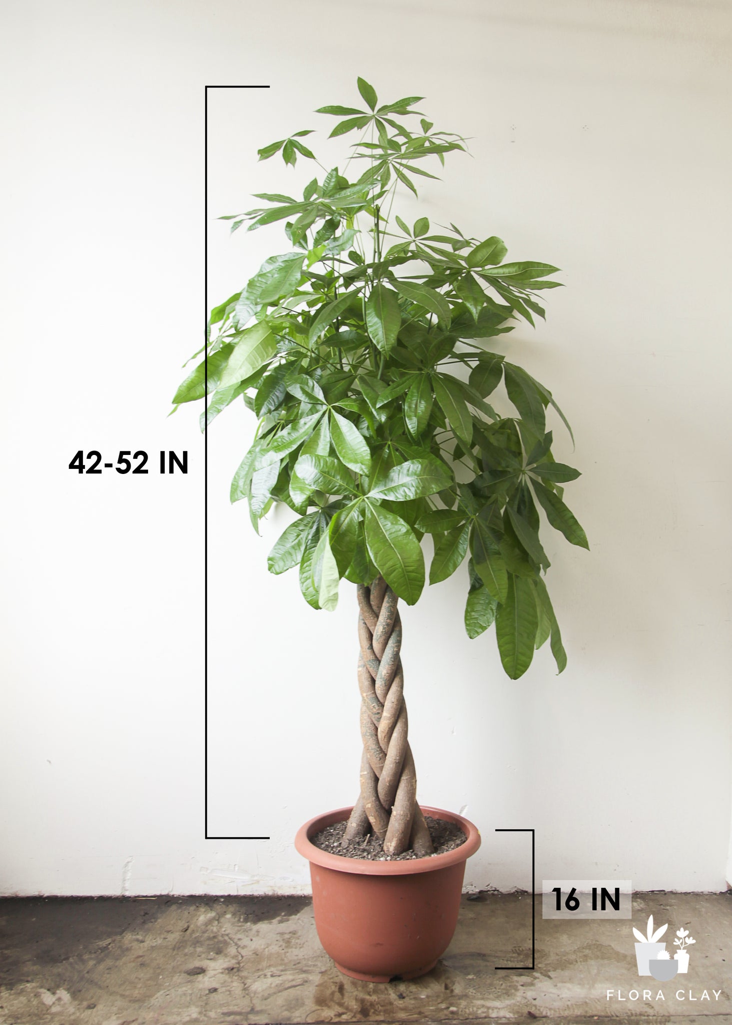large pachira money tree Large Pachira