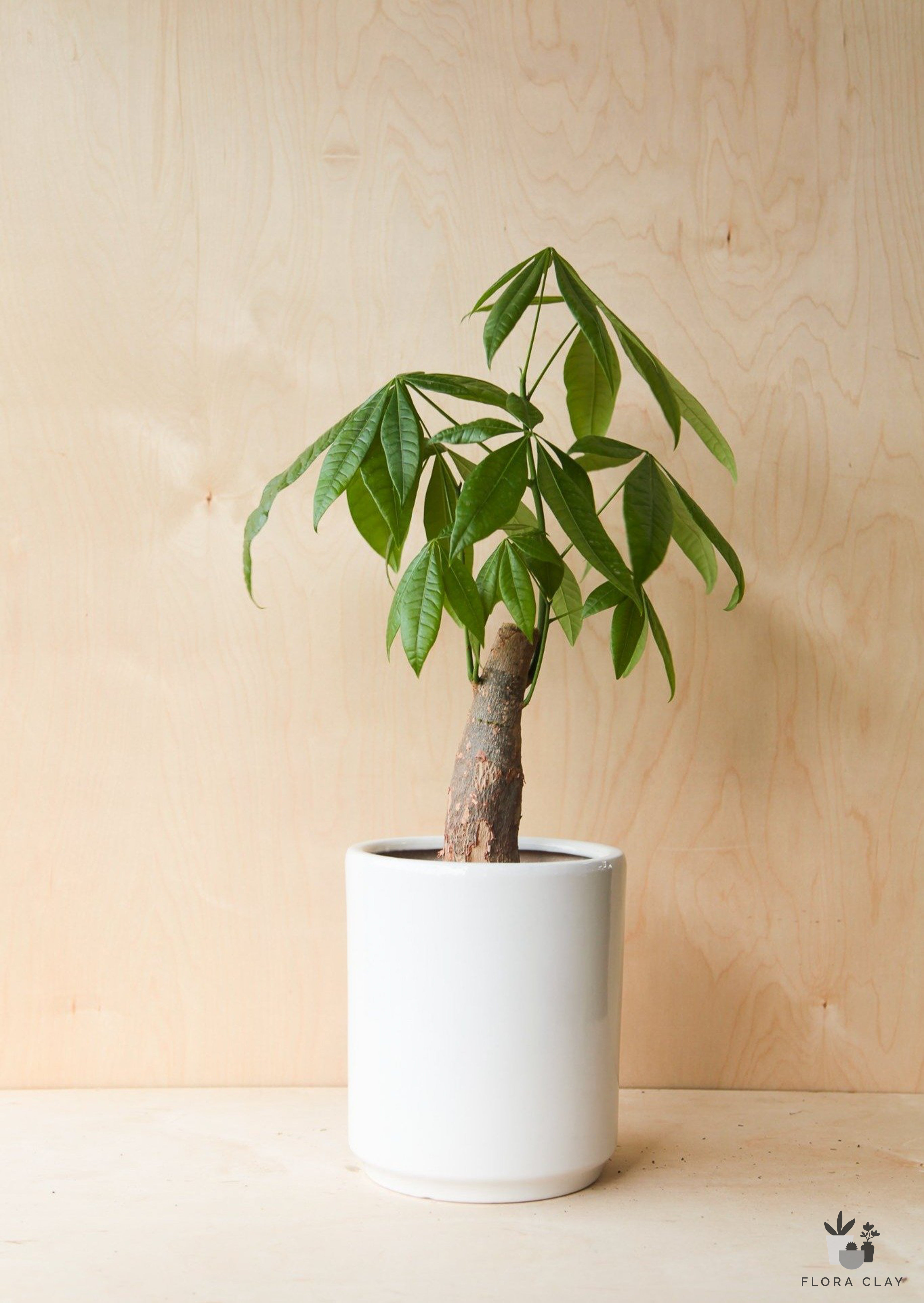pachira-money-tree-plant-arrangement-floraclay-1.jpg