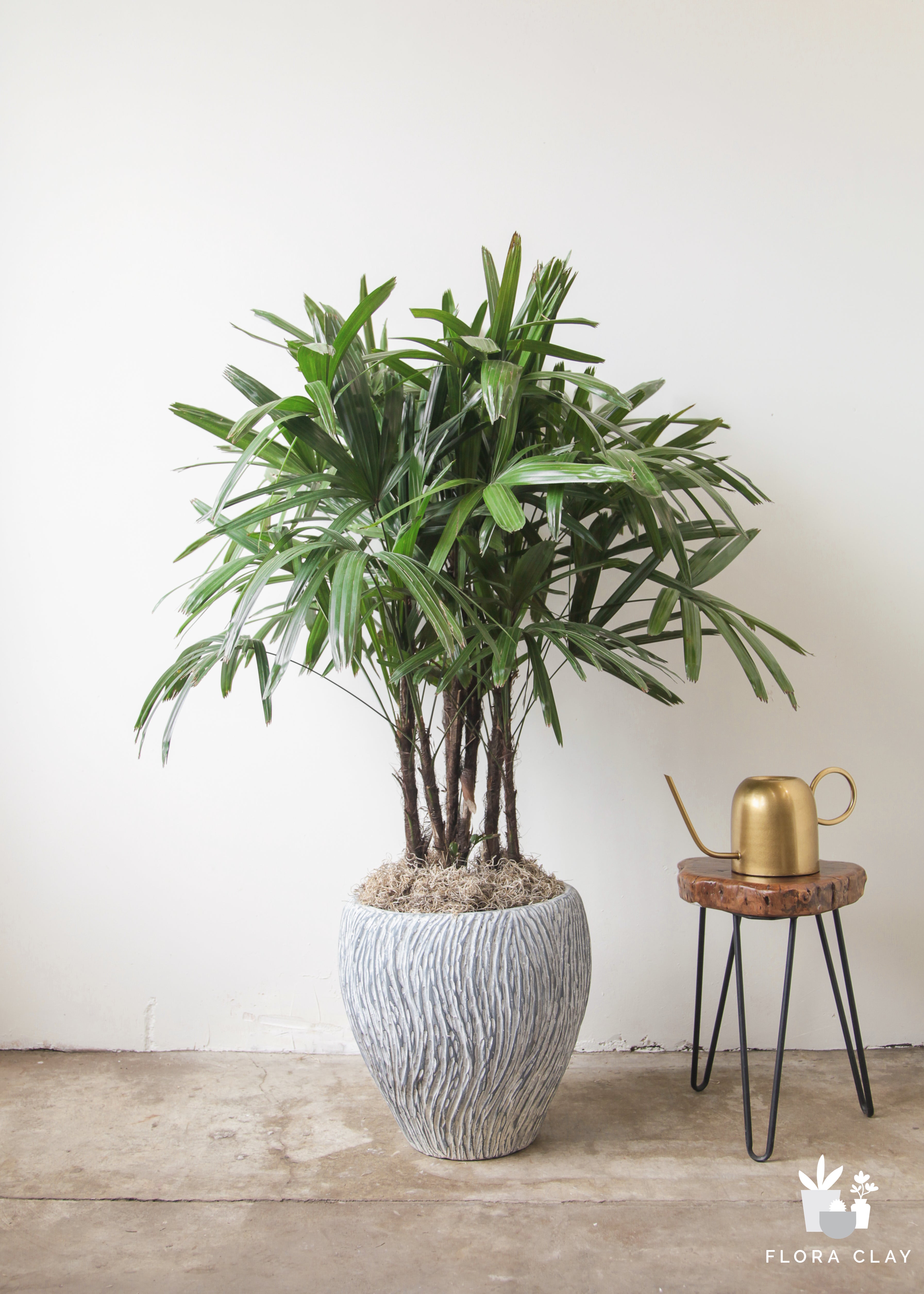 palm-palm-plant-arrangement-floraclay-1.jpg