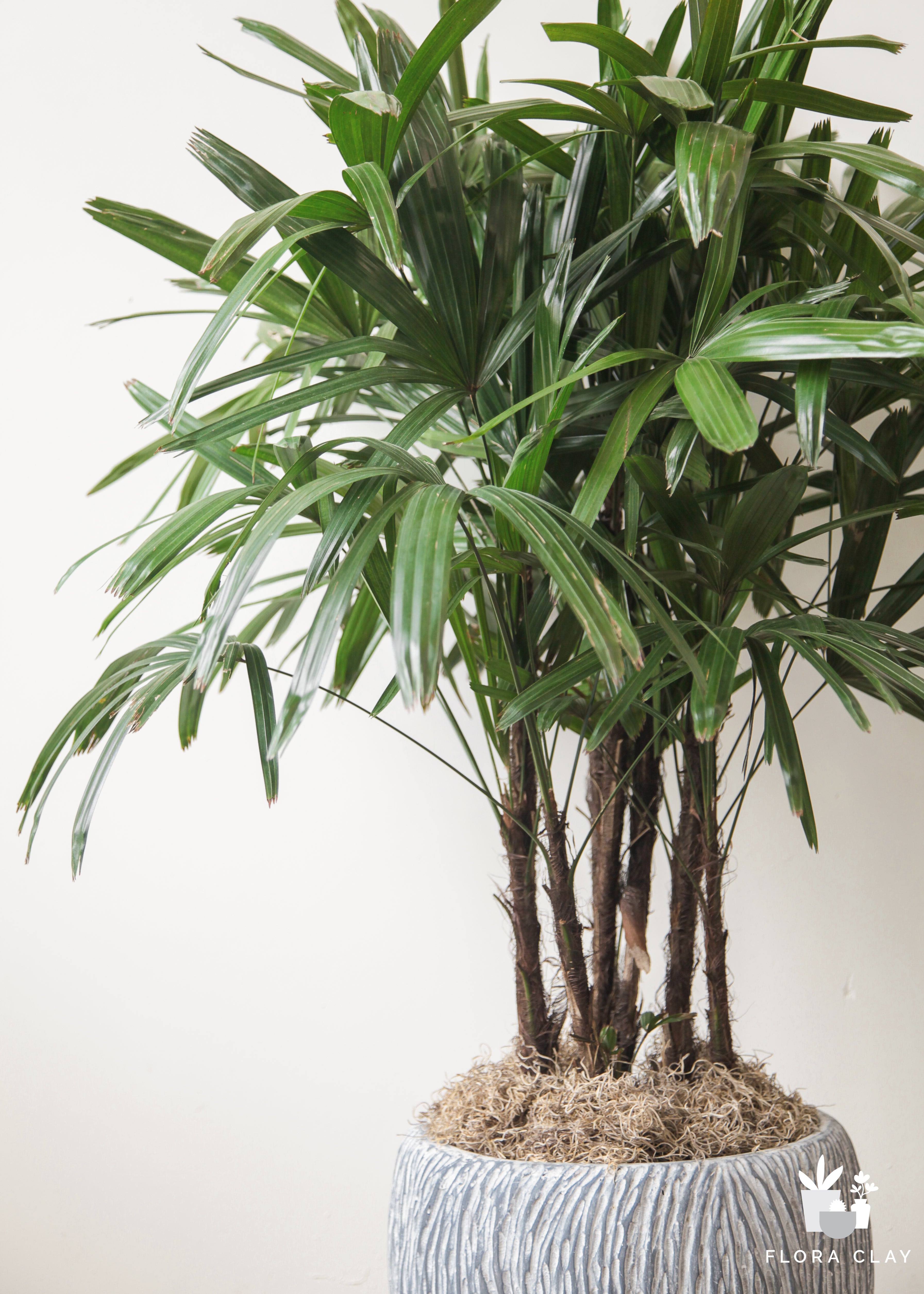 palm-palm-plant-arrangement-floraclay-3.jpg