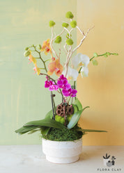 parfait-orchid-arrangement-floraclay-0