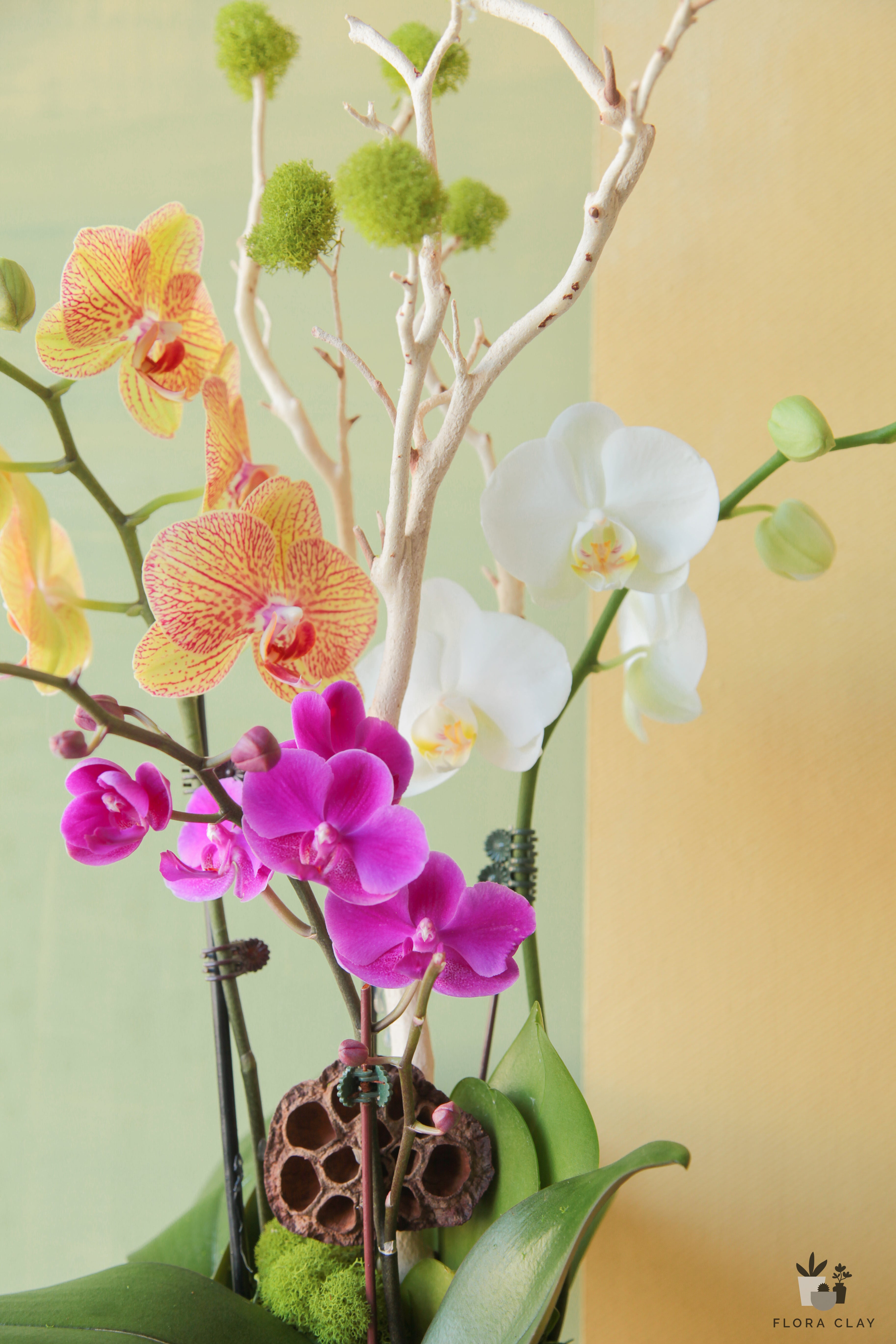 parfait-orchid-arrangement-floraclay-2.jpg