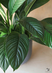 Peace Lily in Blue Grey
