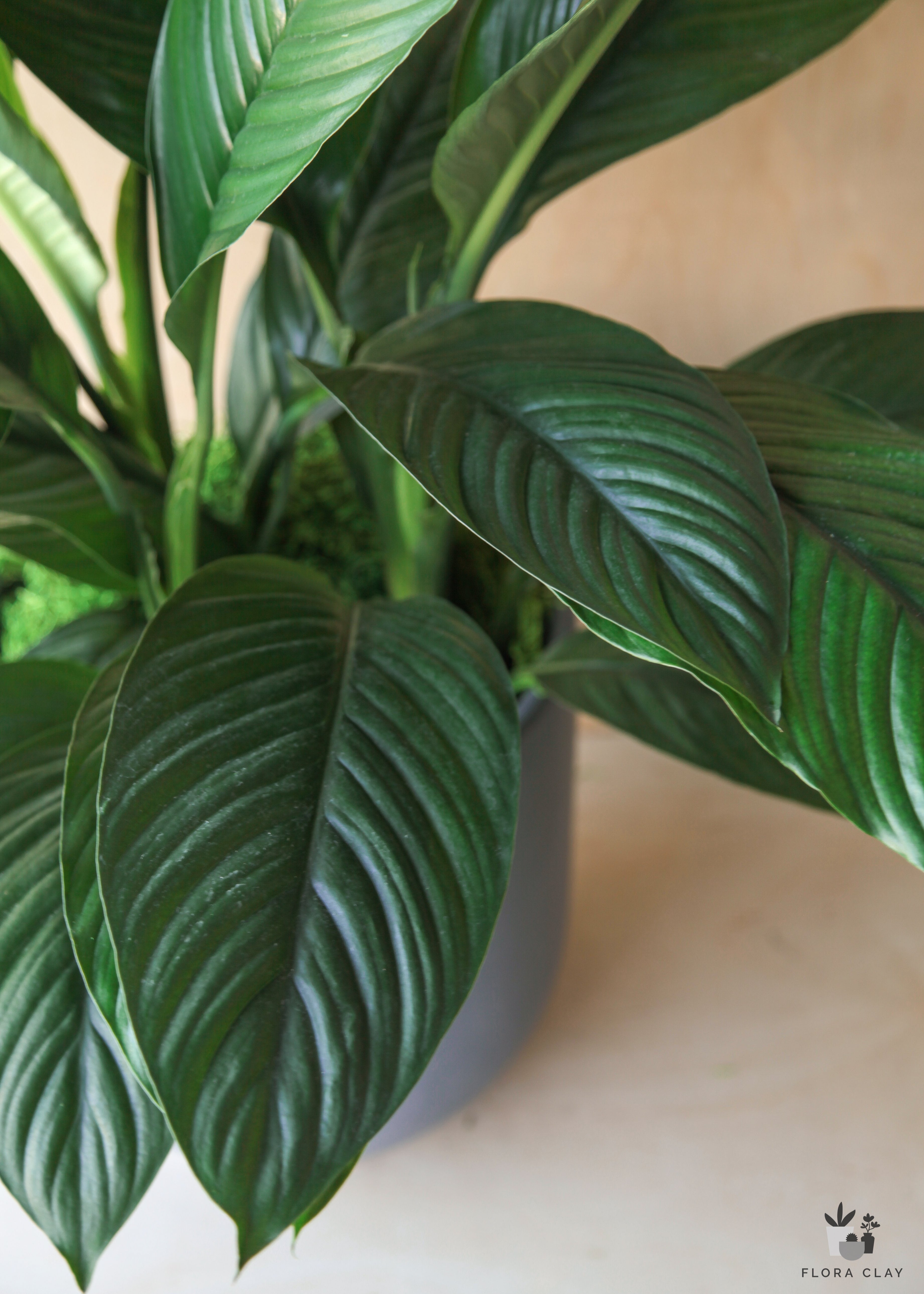 Peace Lily in Blue Grey