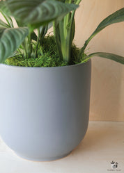 Peace Lily in Blue Grey