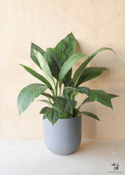 Peace Lily in Blue Grey