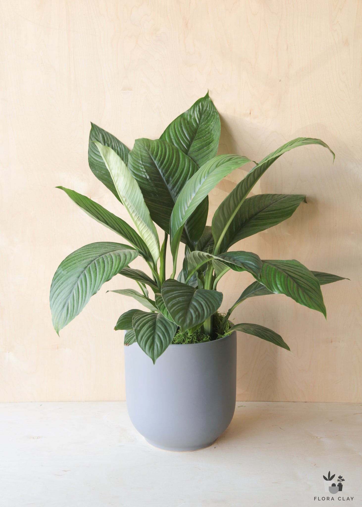 peace lily grey leaves Peace Lily in Blue Grey