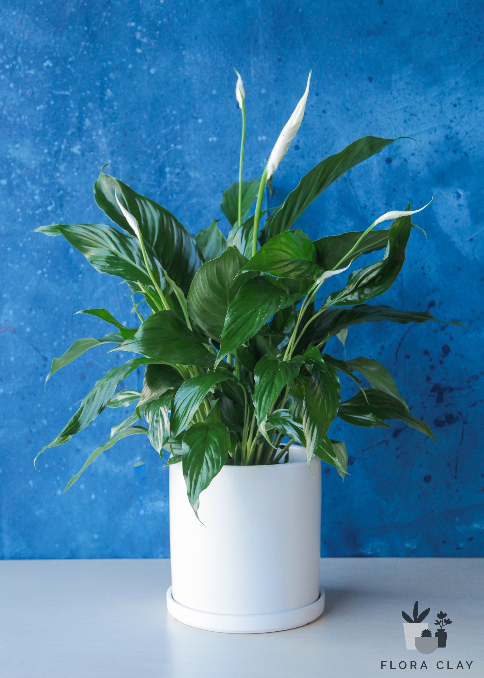 peace lily container Peace Lily in White Ceramic