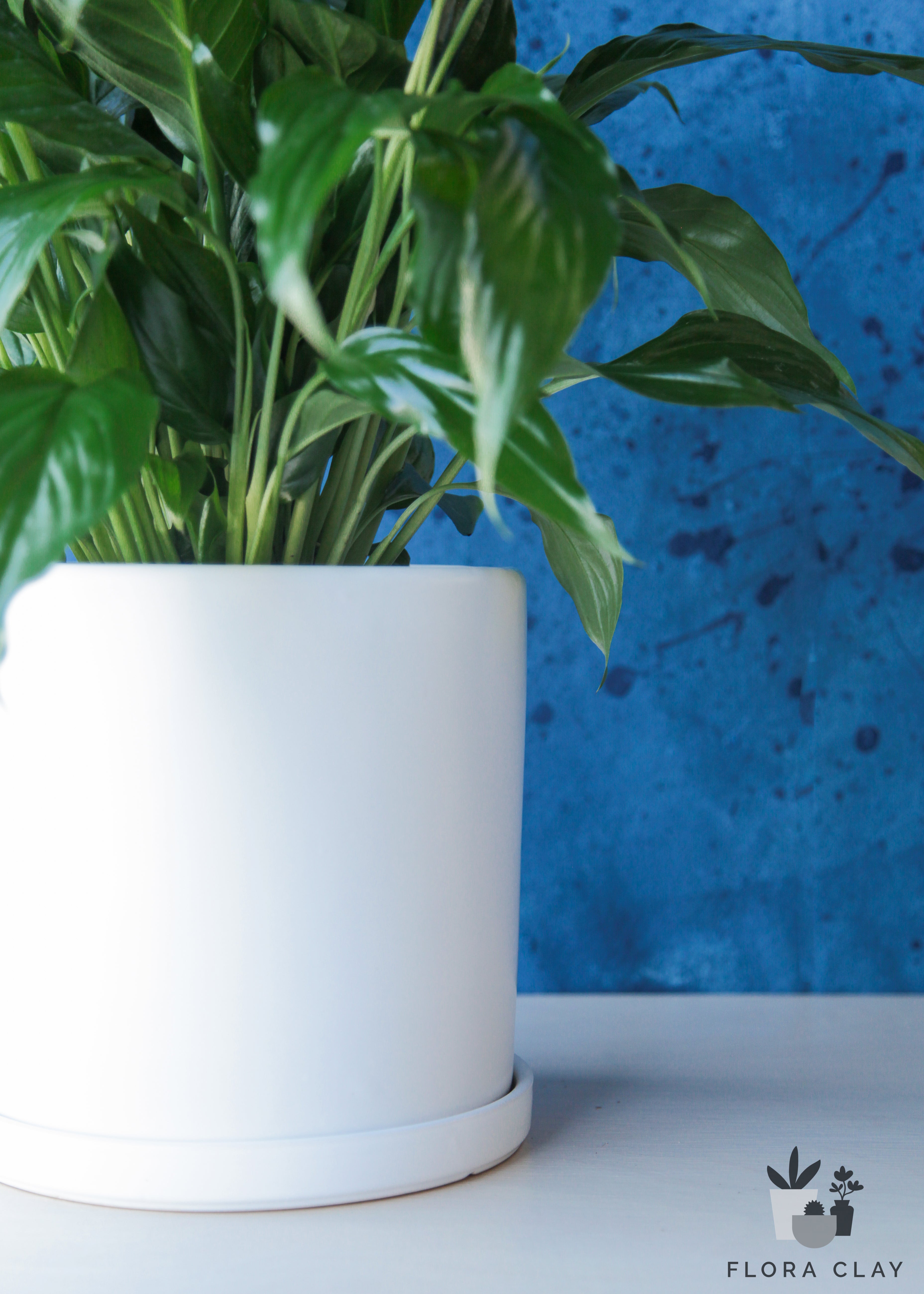 peace lily in ceramic pot Peace Lily in White Ceramic