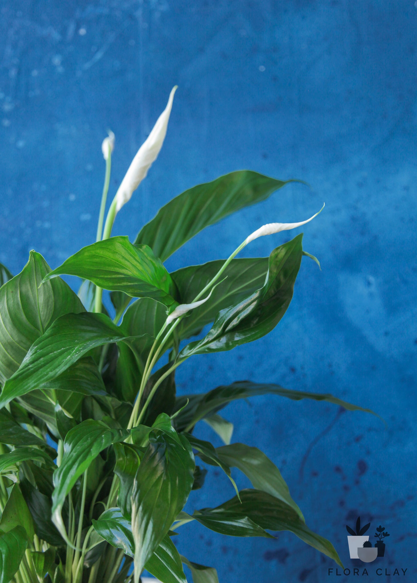 peace lily white leaves Peace Lily in White Ceramic