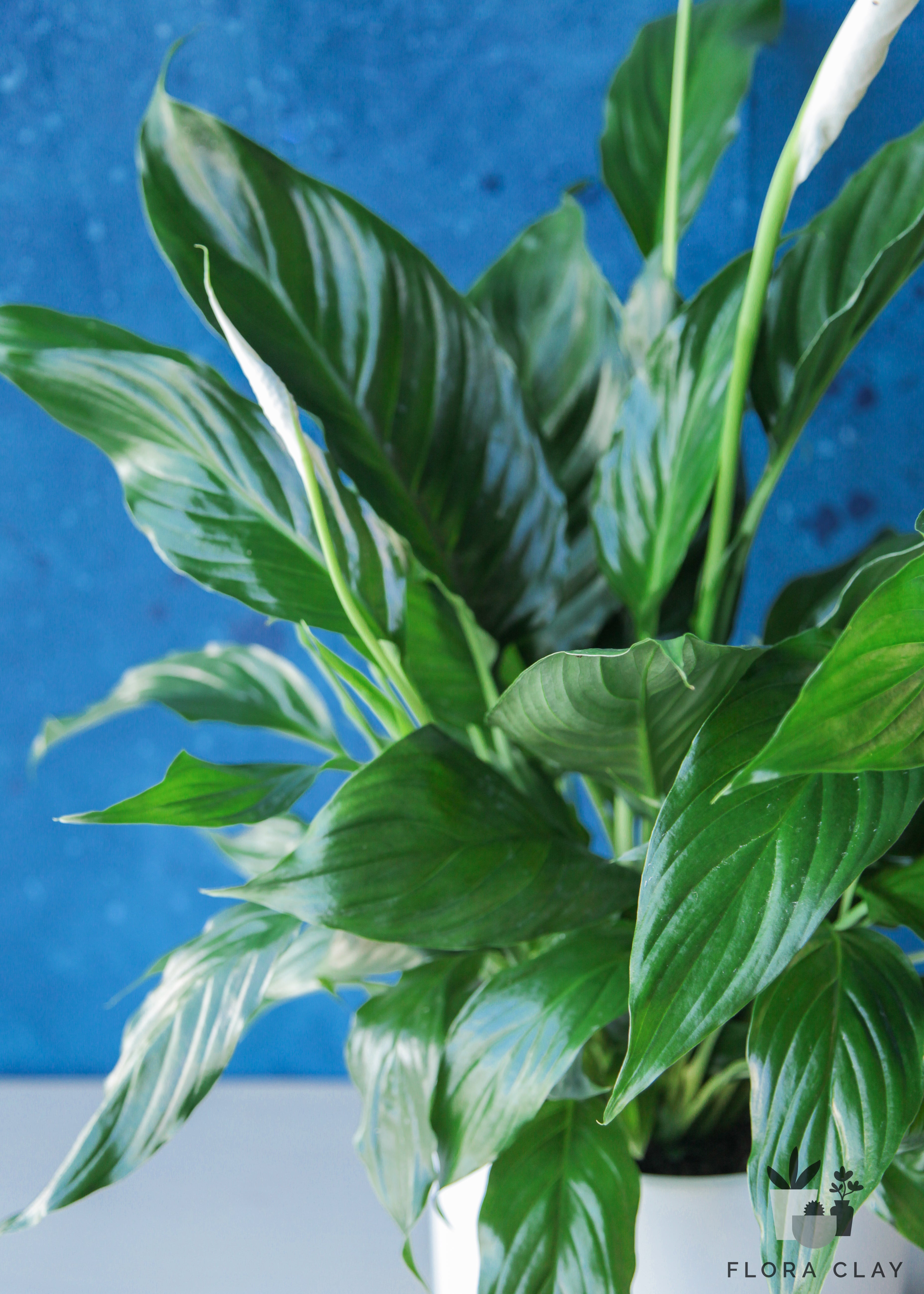 white silver peace lily Peace Lily in White Ceramic