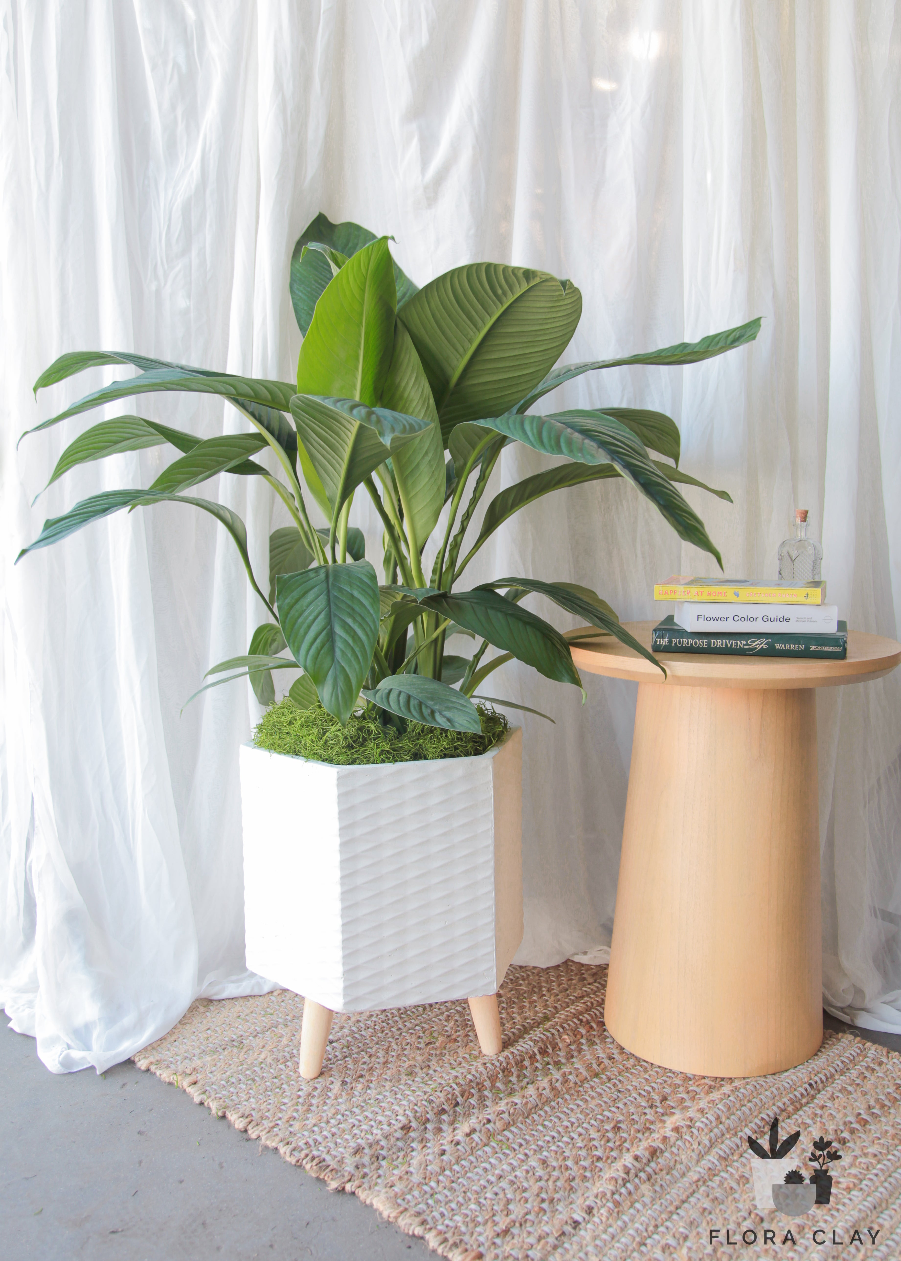 peace lily vase life Peaceful Lily