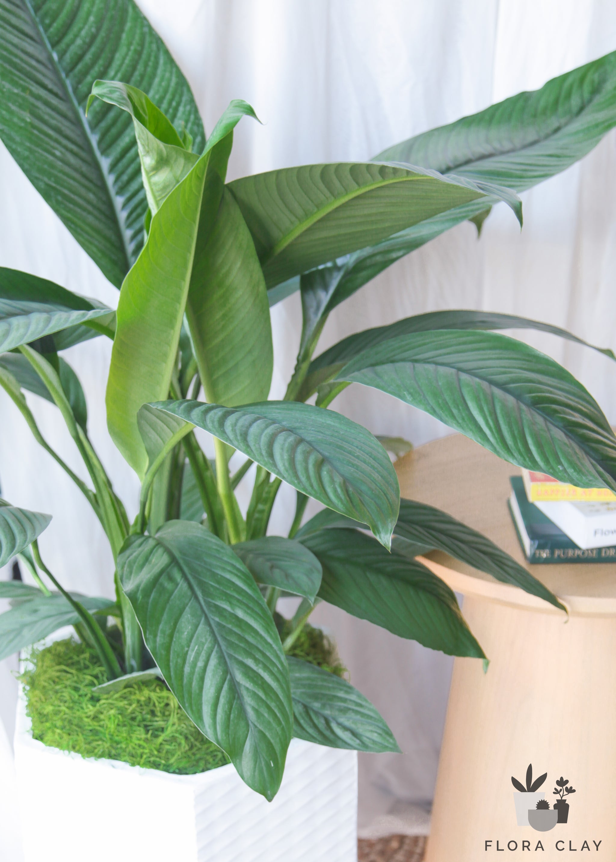 dr peace lily Peaceful Lily