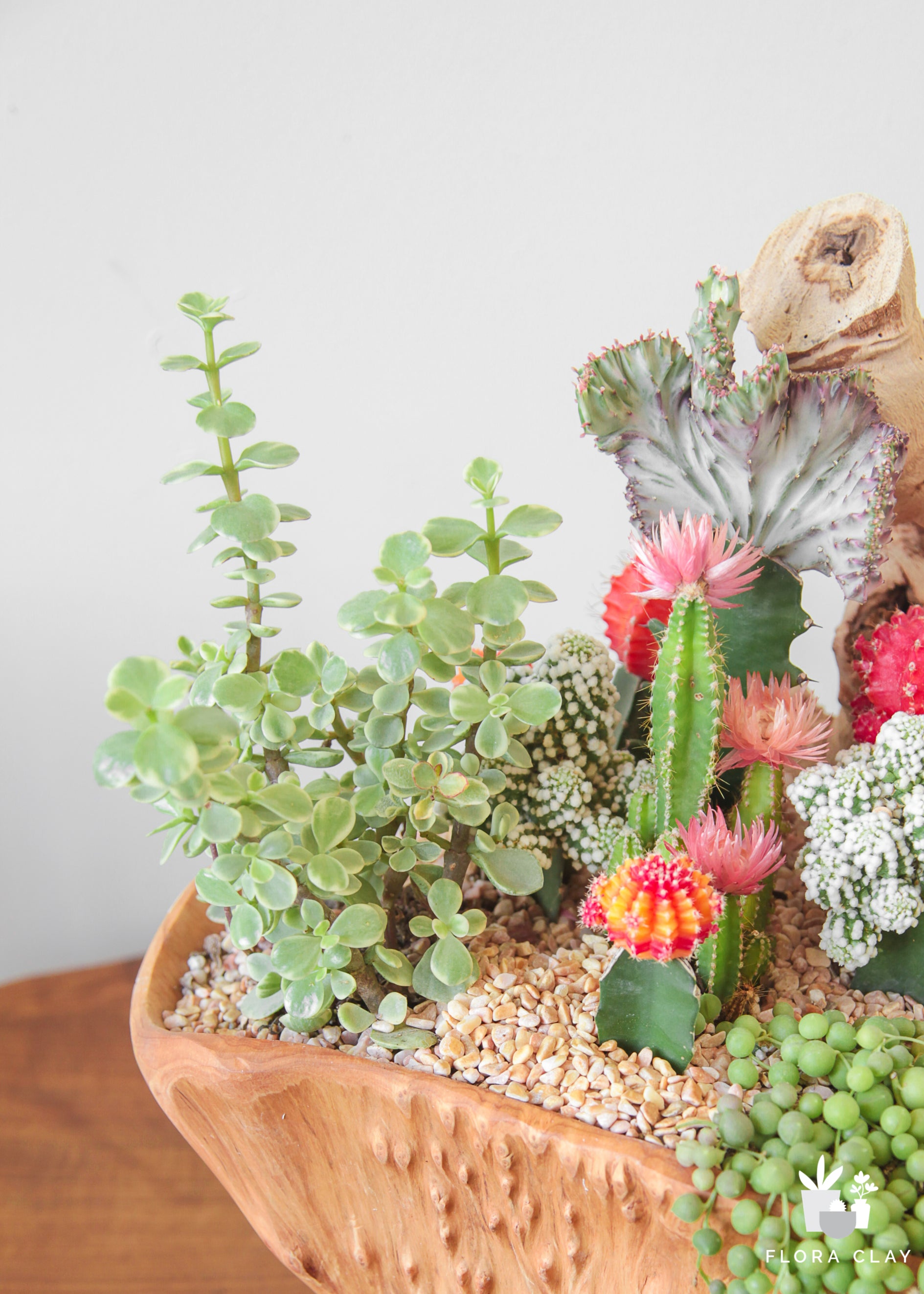 cascade cactus and succulent society Pearl Cascade