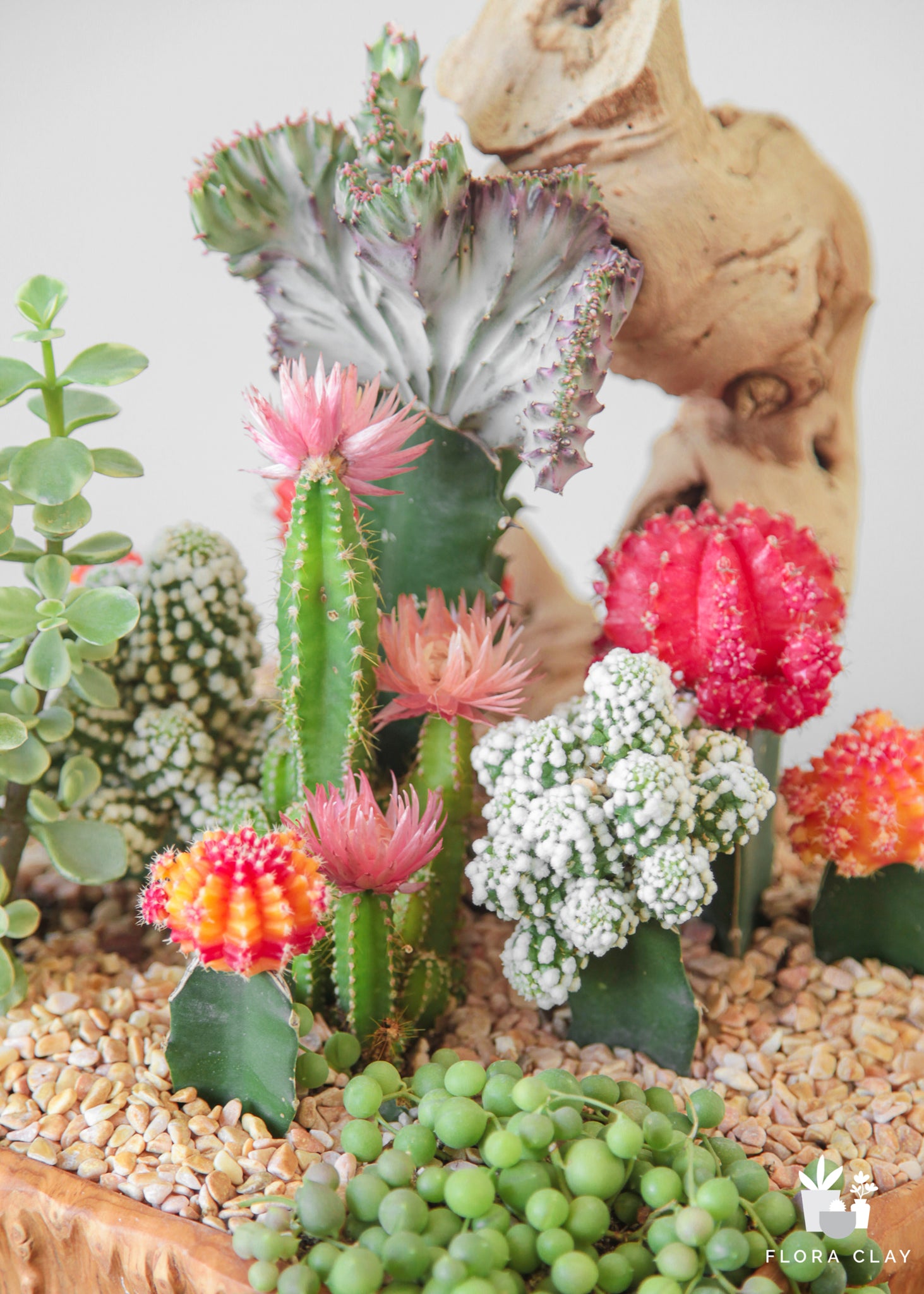 pearl succulent flower Pearl Cascade