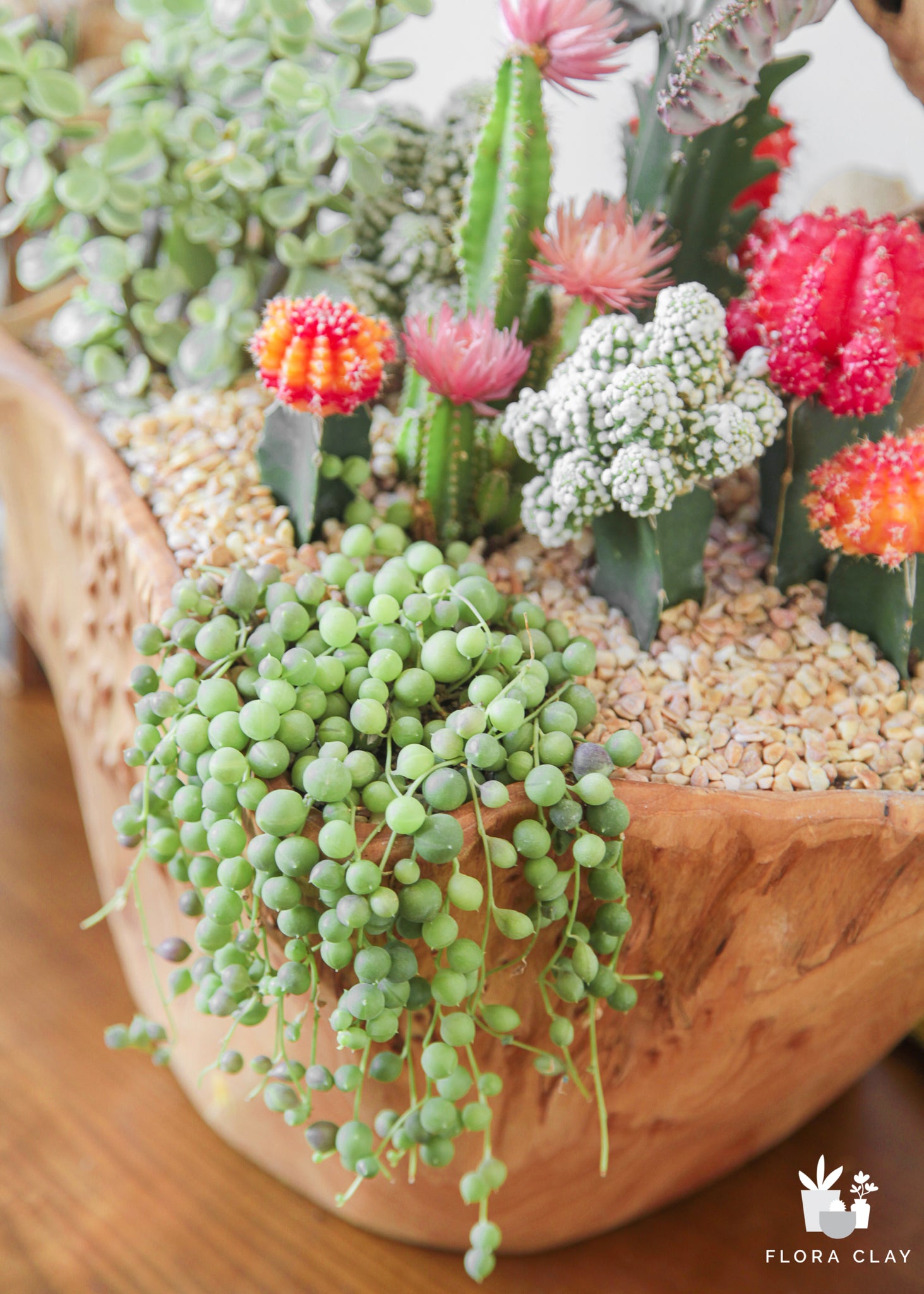 succulent cactus Pearl Cascade