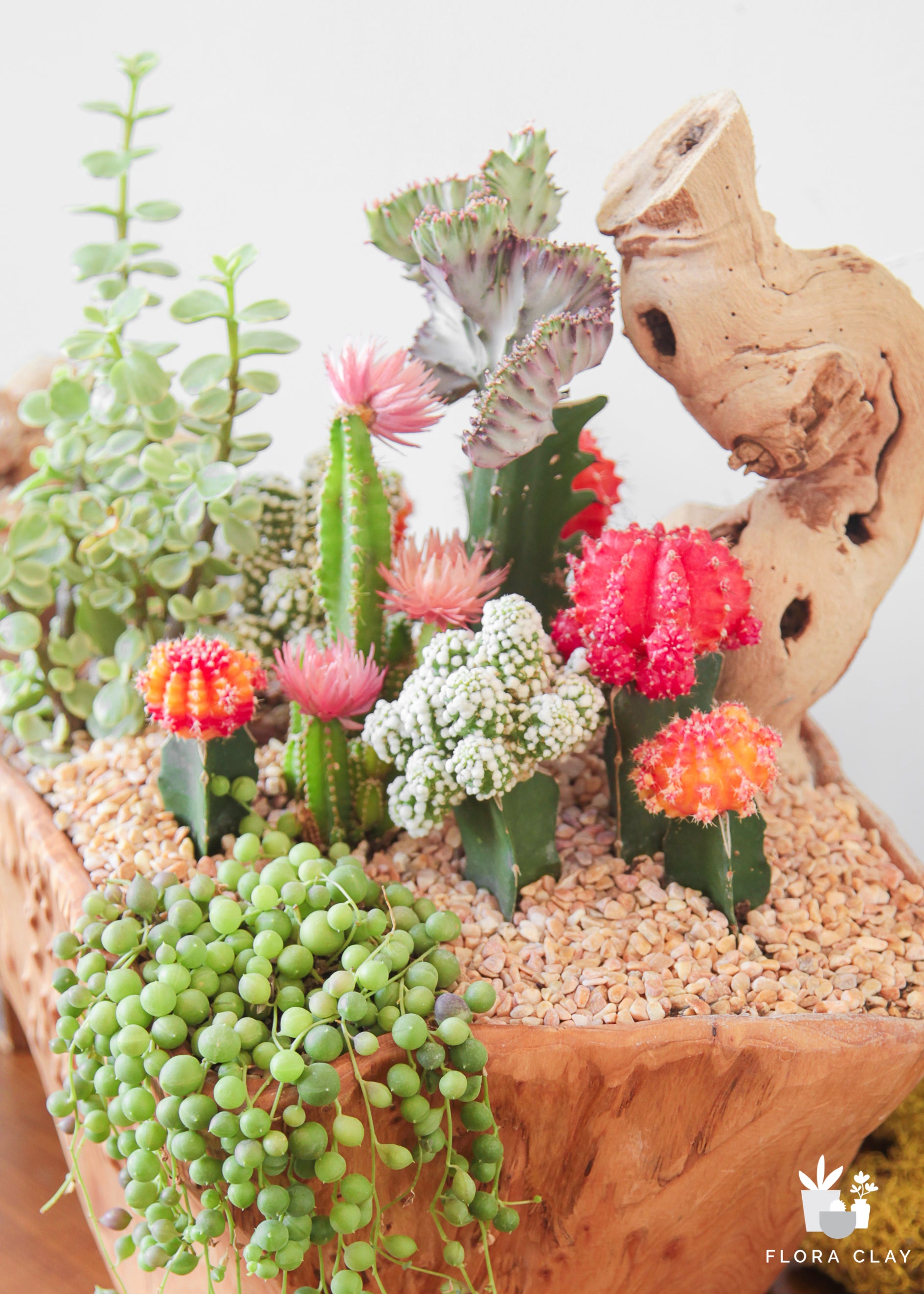 succulents arrangement Pearl Cascade