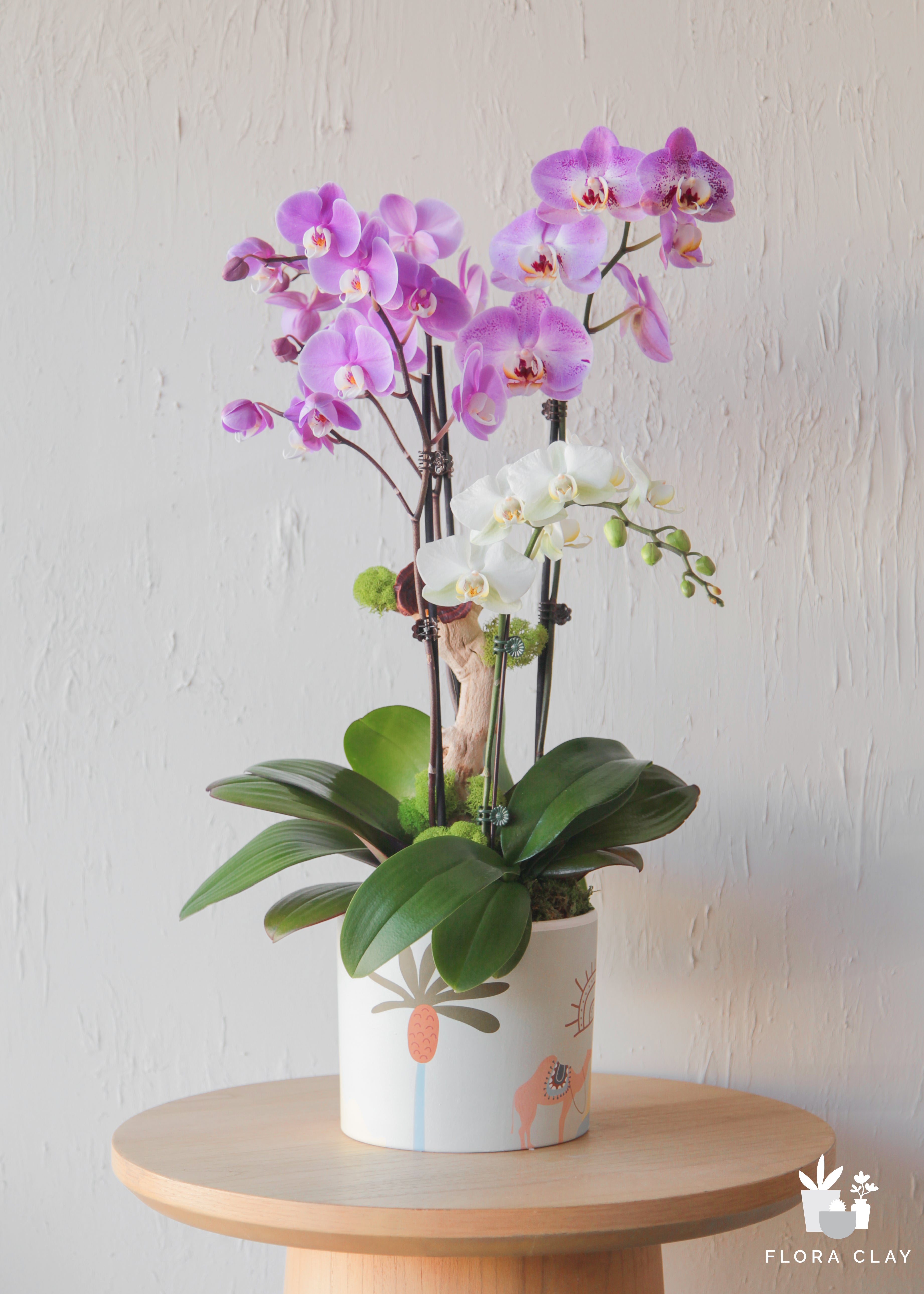 perky-orchid-floraclay-1.jpg