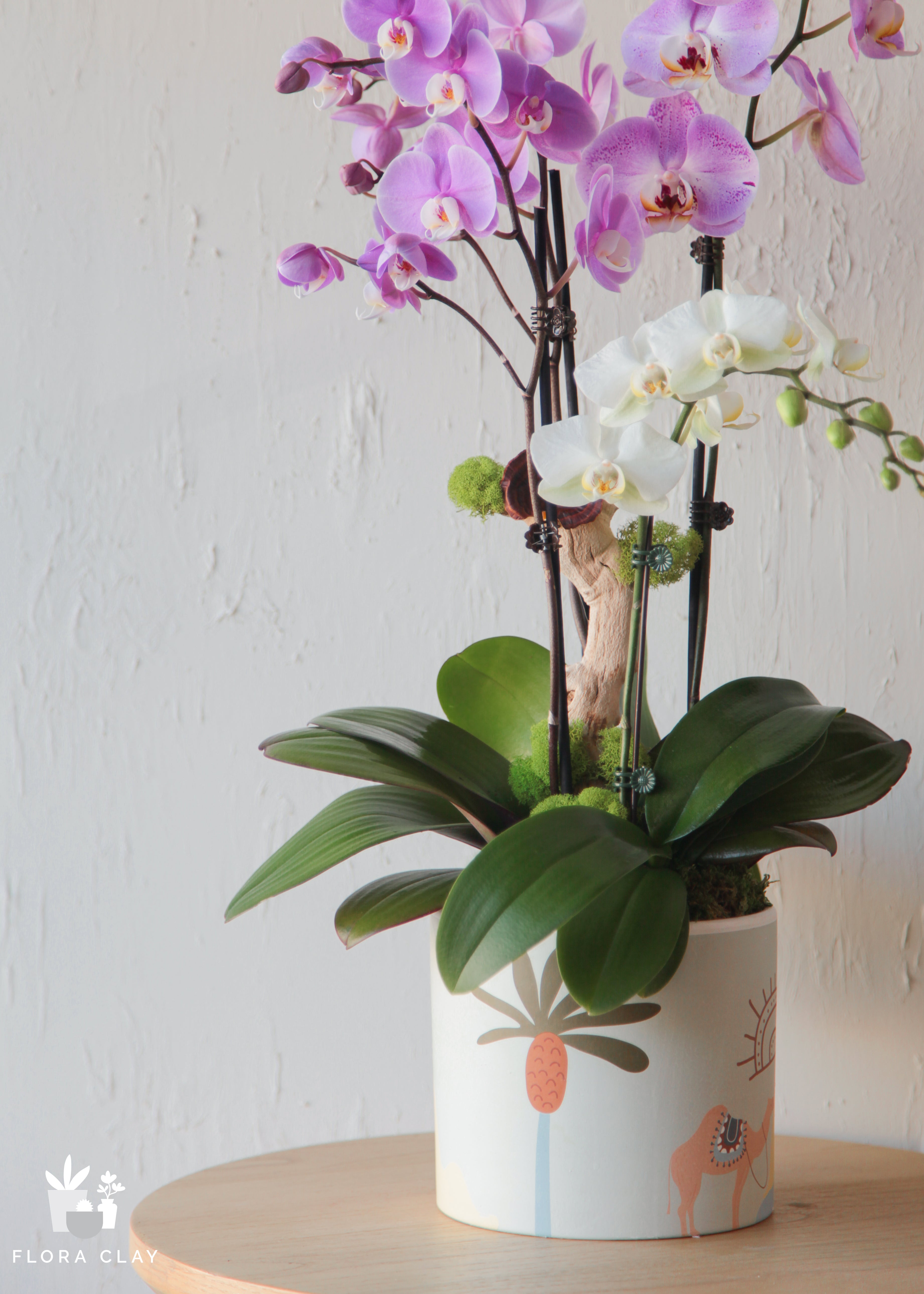 perky-orchid-floraclay-2.jpg