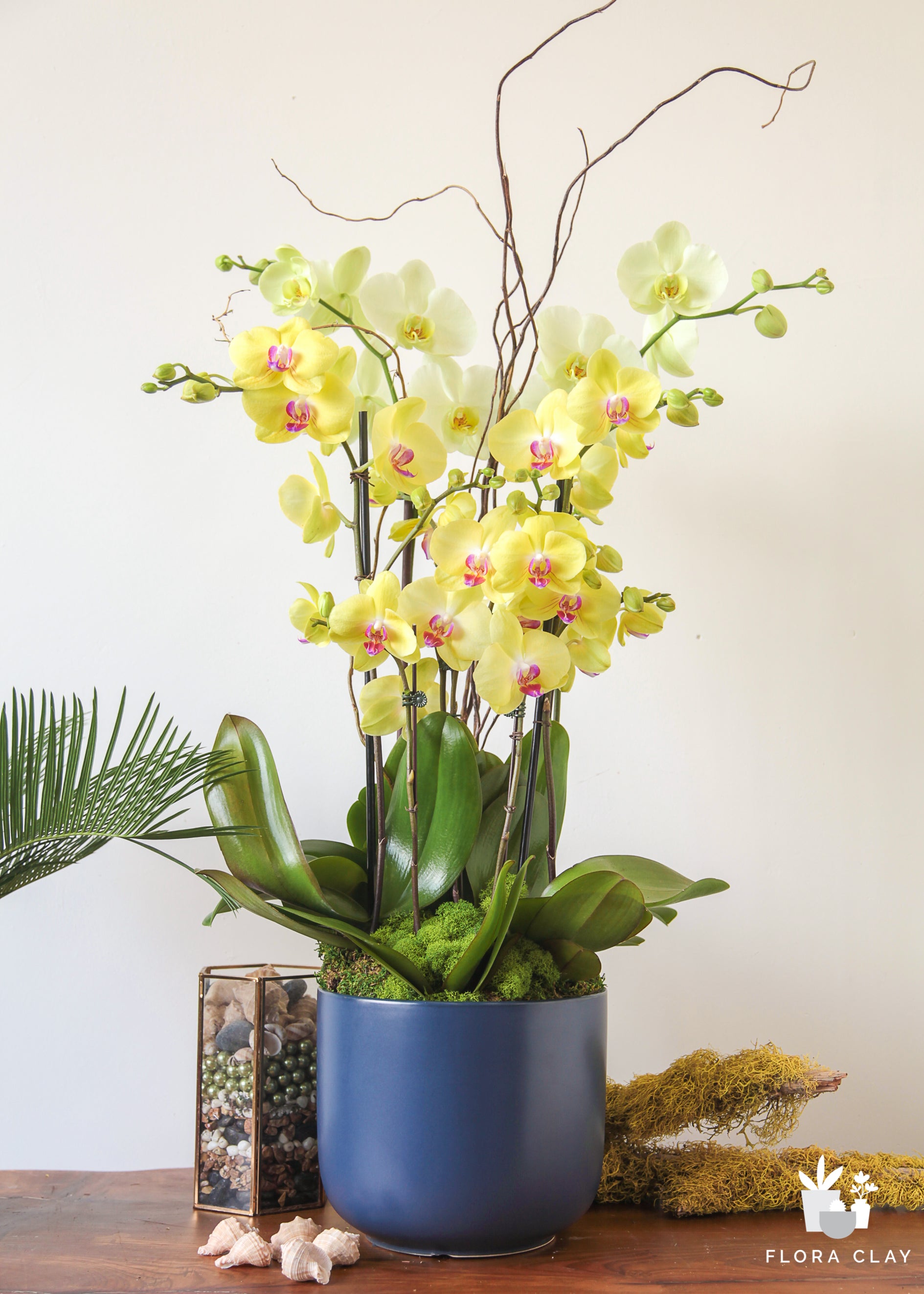 peter-pan-orchid-arrangement-floraclay-2.jpg