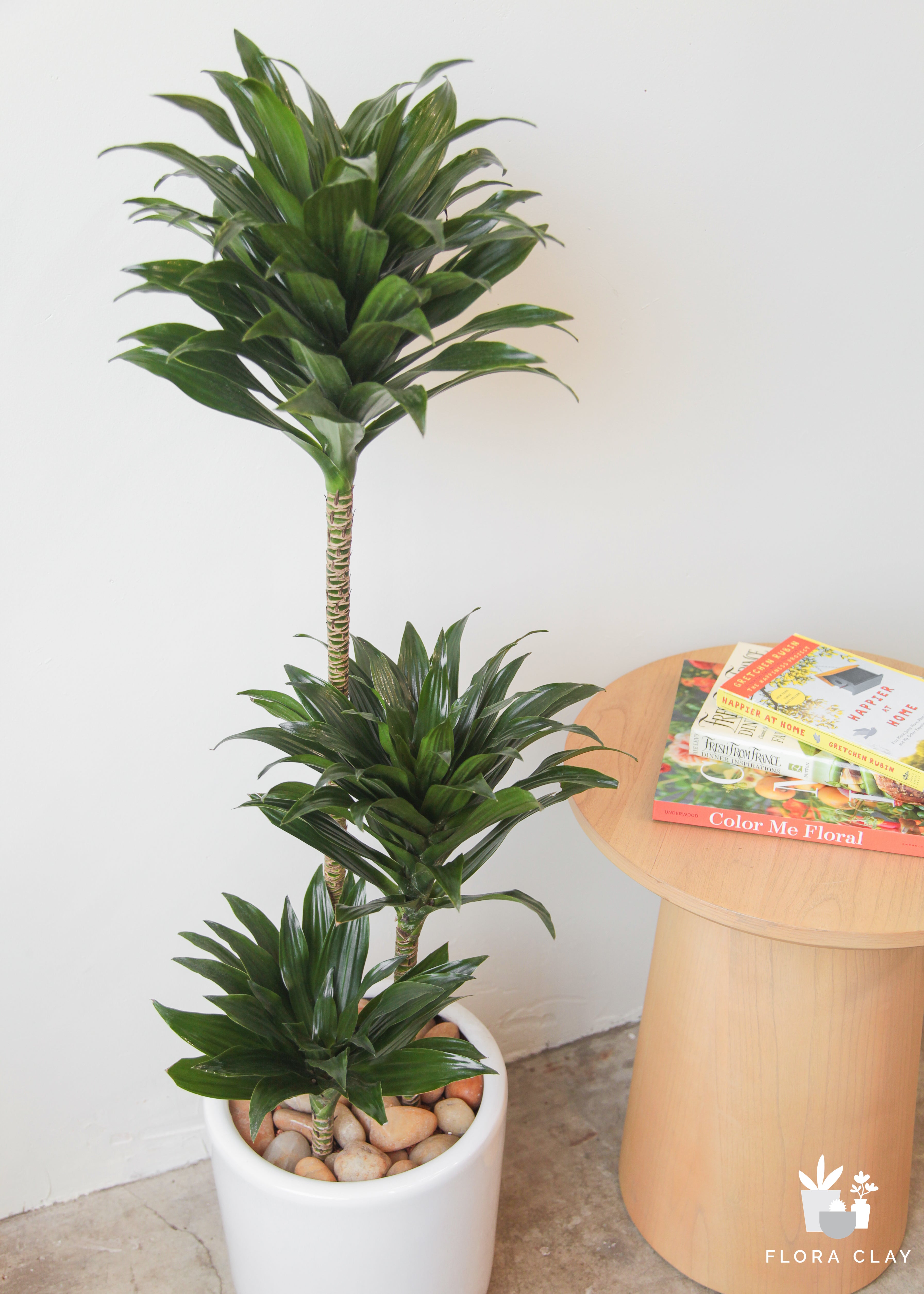 pineapple-head-plant-arrangement-floraclay-4.jpg