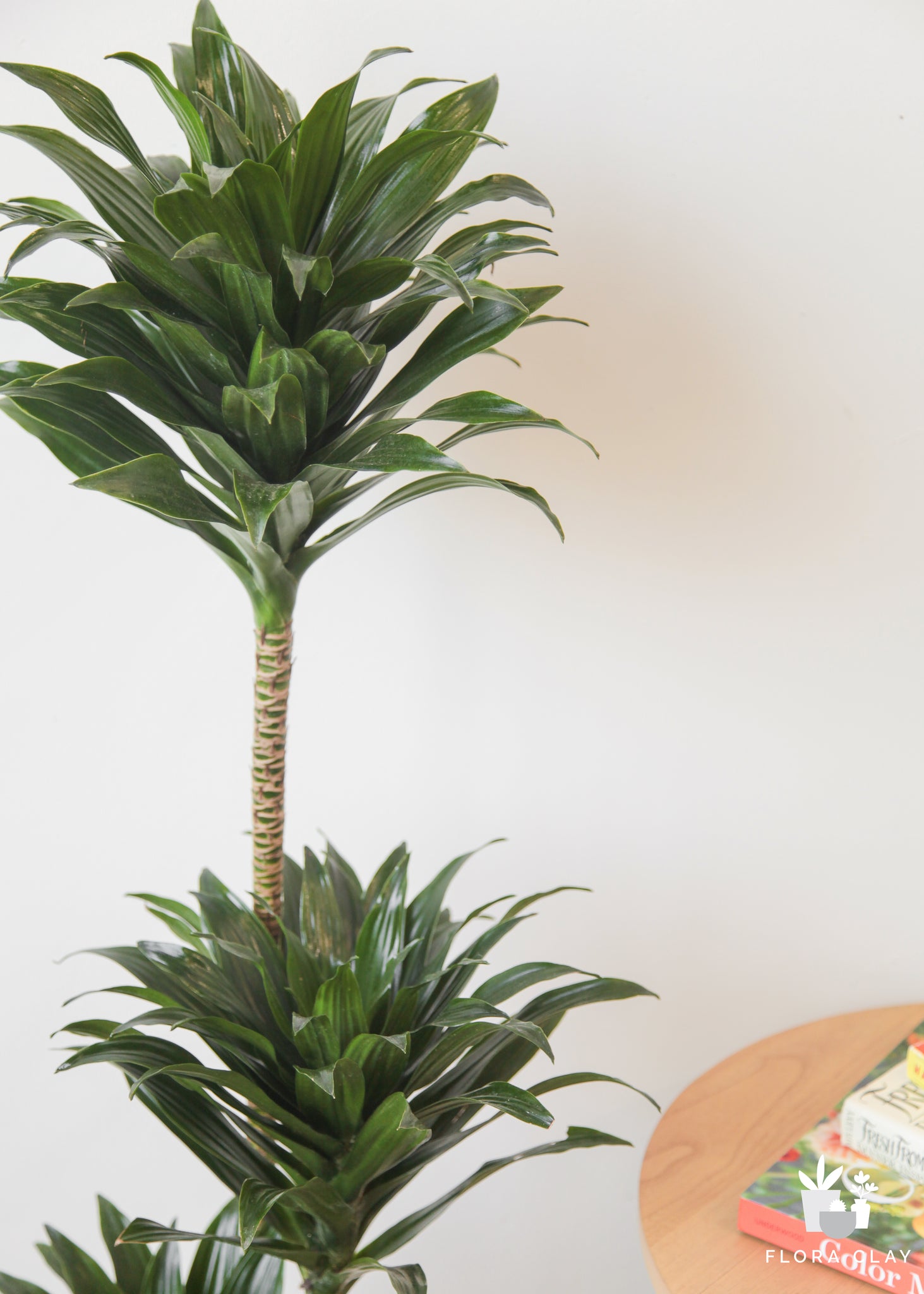 care for pineapple dracaena plant Pineapple Head